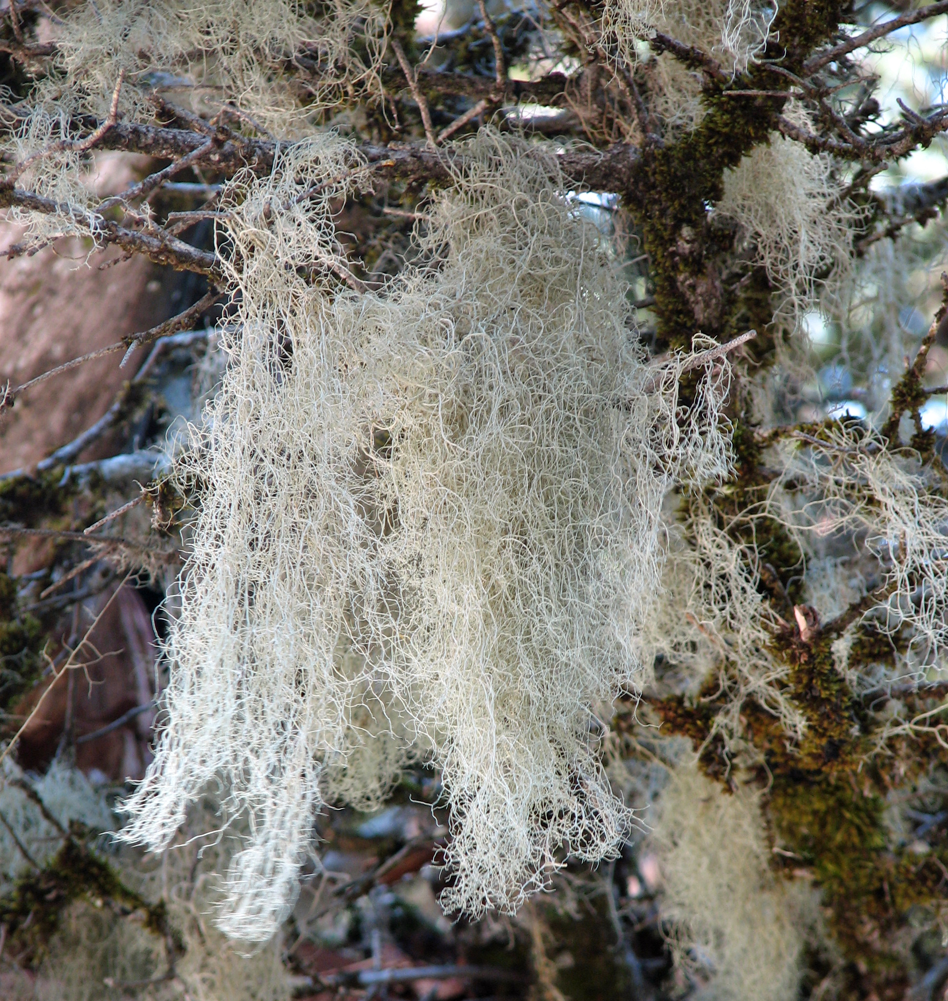 Bartflechten
