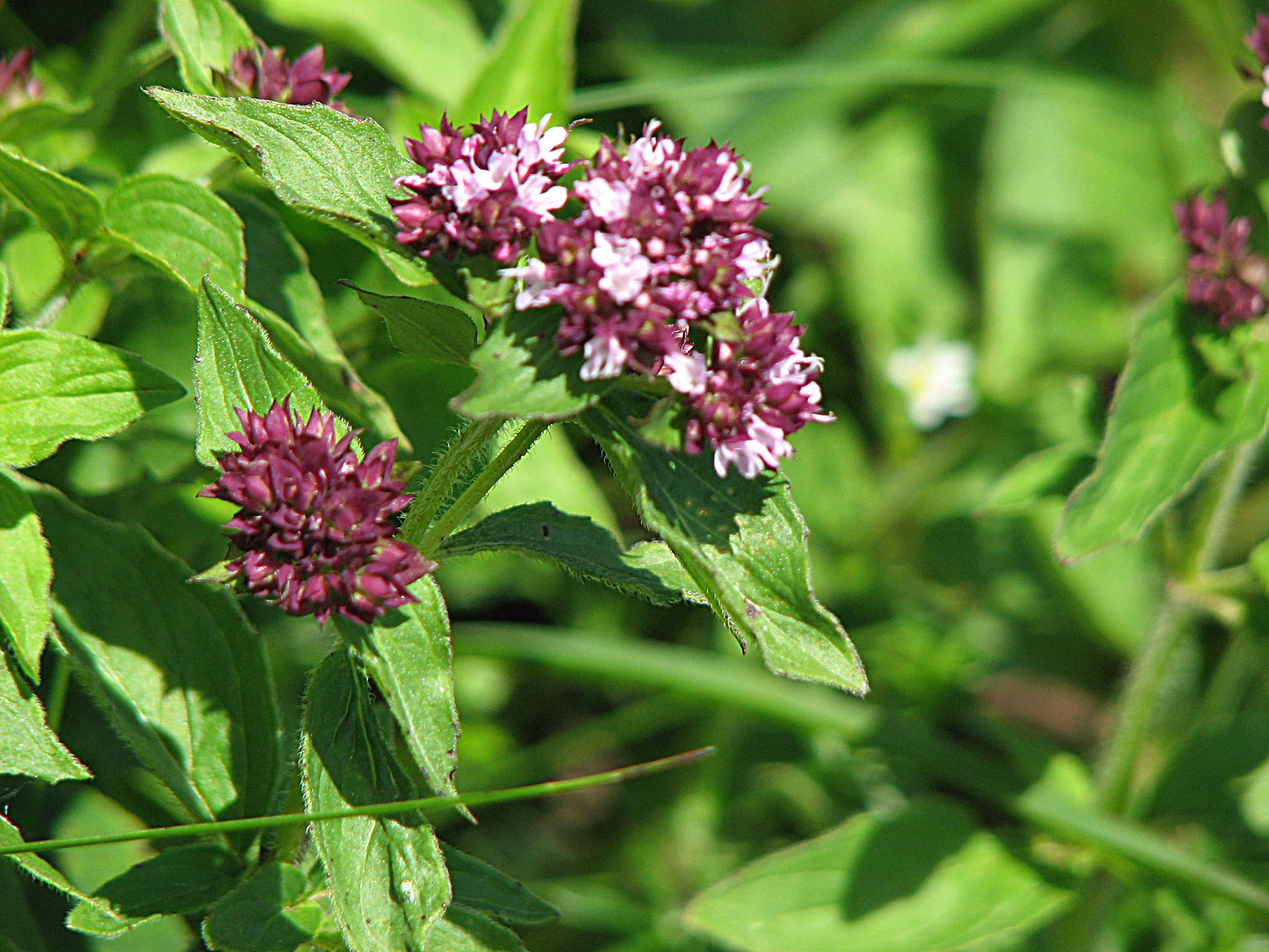 Gewöhnlicher Echter Dost