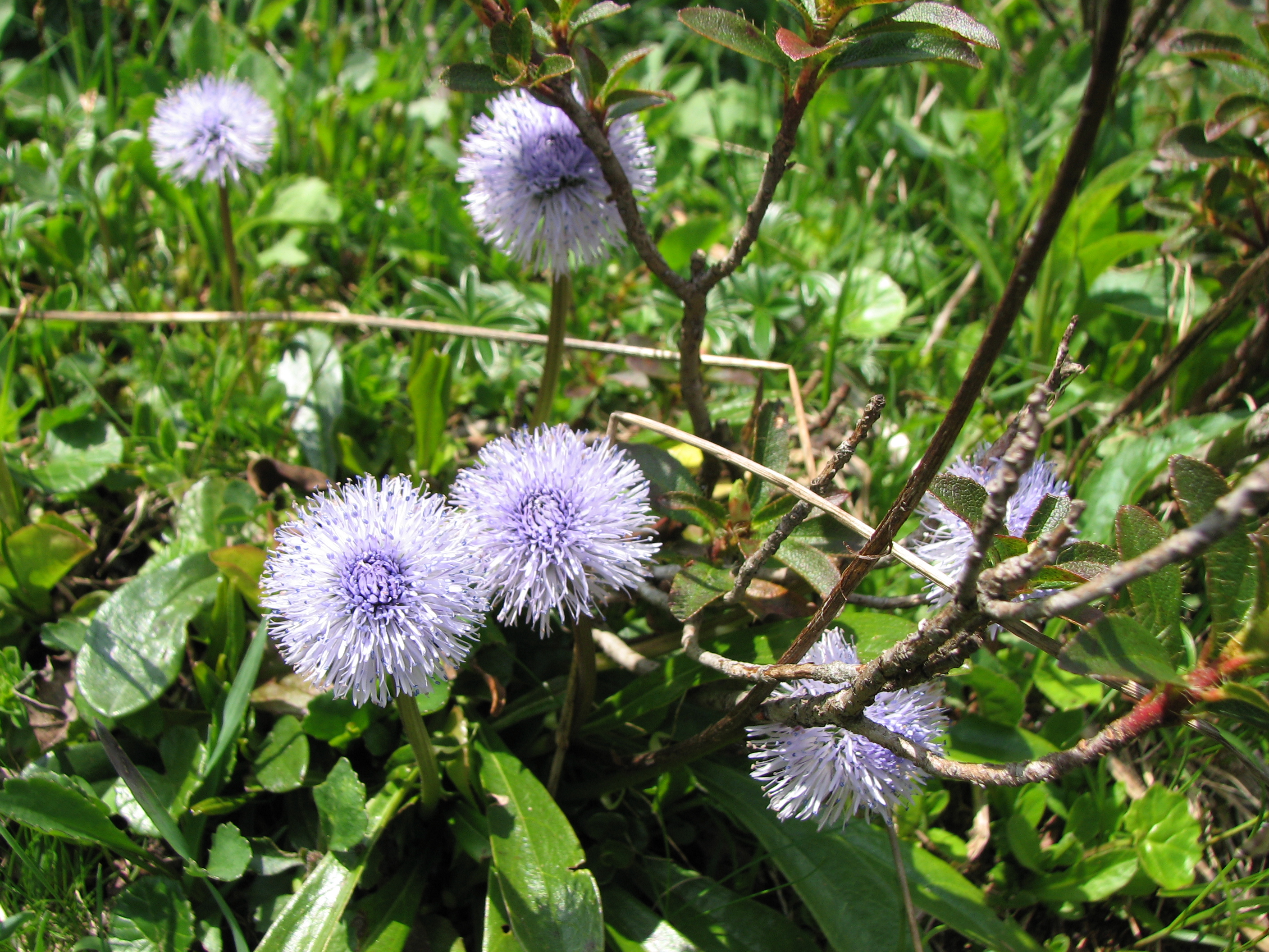 Nacktstängelige Kugelblume