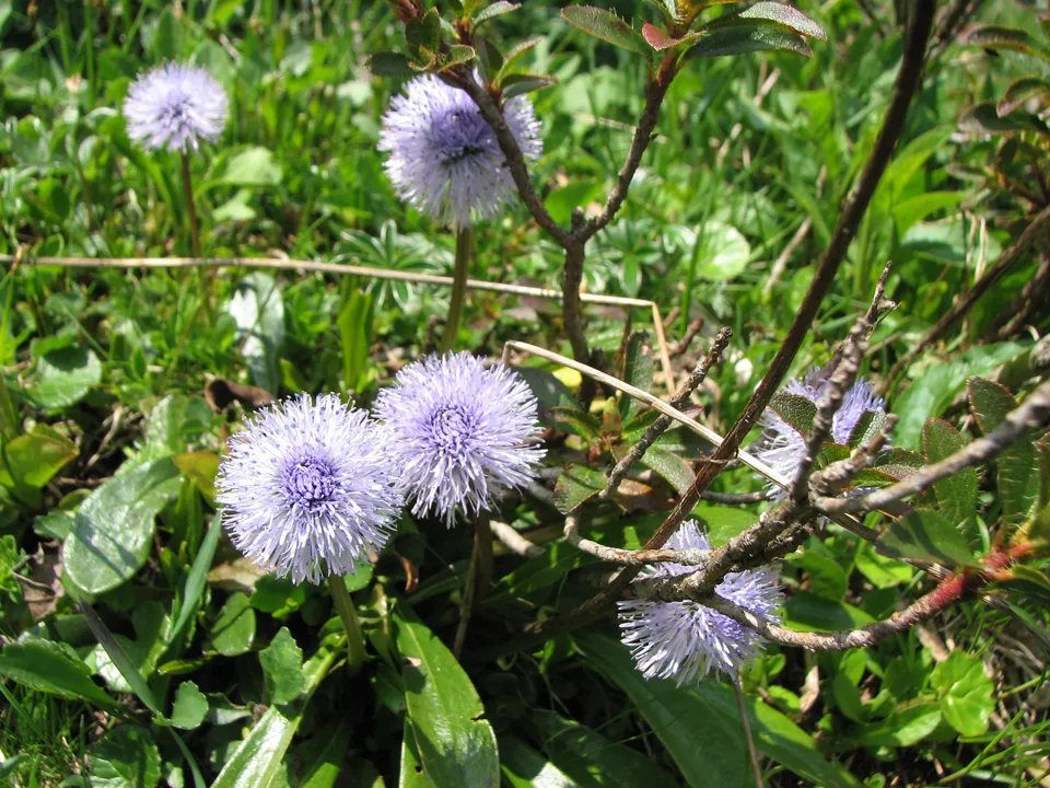Nacktstängelige Kugelblume