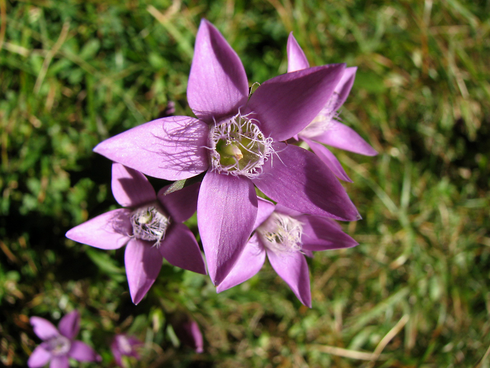 Deutscher Fransenenzian