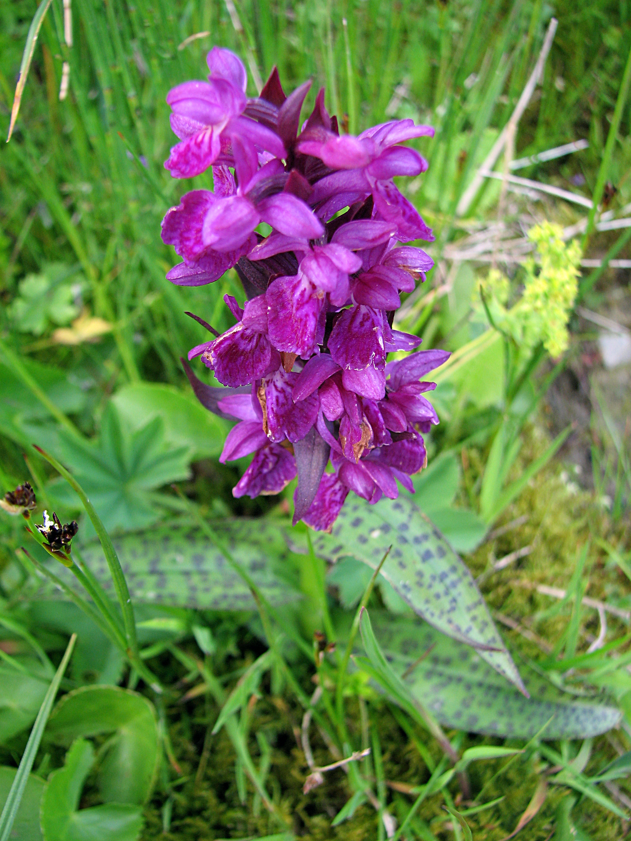 Breitblättrige Fingerwurz