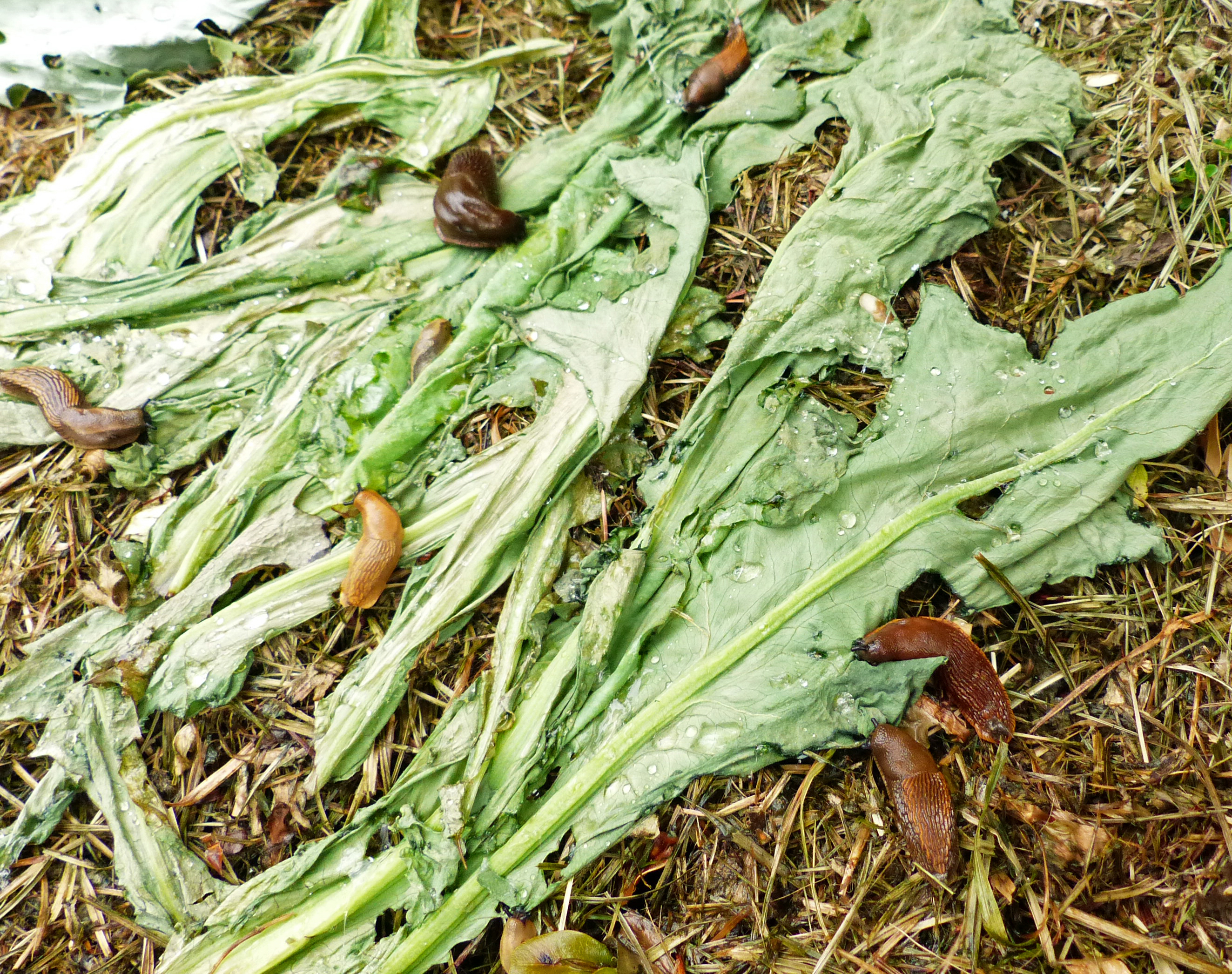 <p>Ausgelegte <a href="https://www.wildfind.com/pflanzen/cardy">Cardyblätter </a>und  <a href="https://www.wildfind.com/pflanzen/kohlrabi">Kohlrabiblätter </a>und <a href="https://www.wildfind.com/pflanzen/kopfsalat">Salatstrünke</a> sind äußerst ergiebige <em>Schneckenköder</em>!</p>