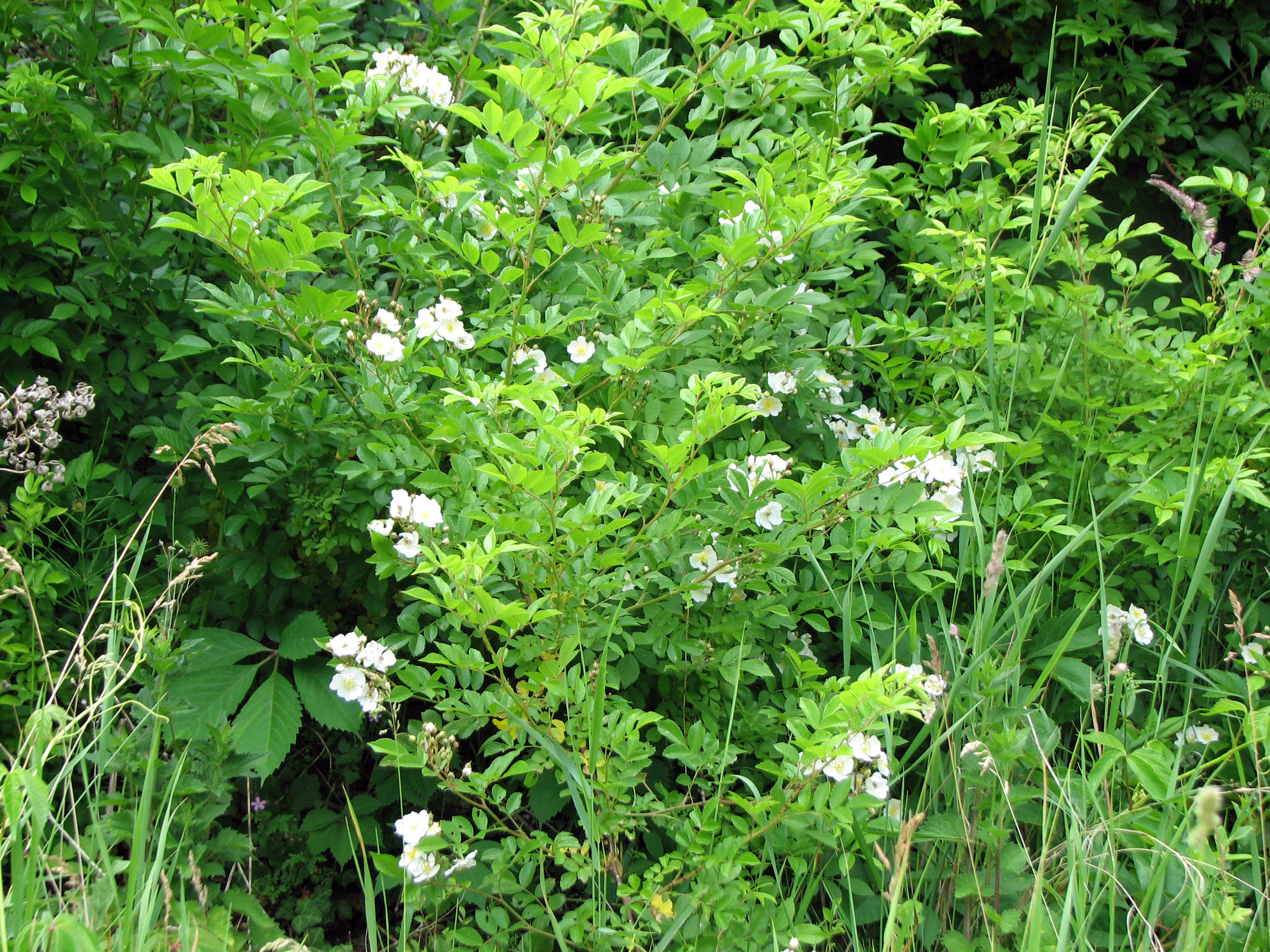 Büschelrose-Wildrose