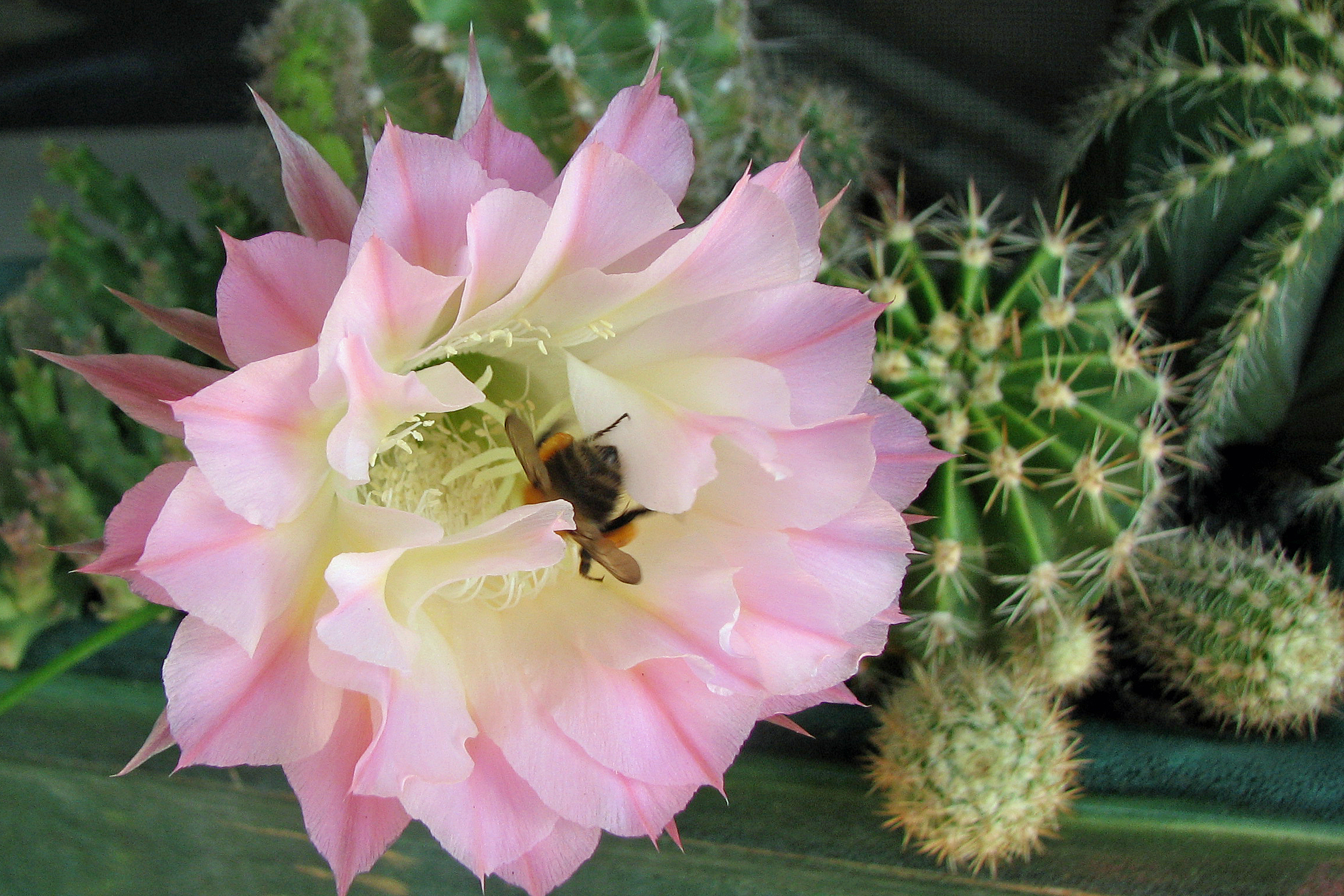 Falsche Königin der Nacht