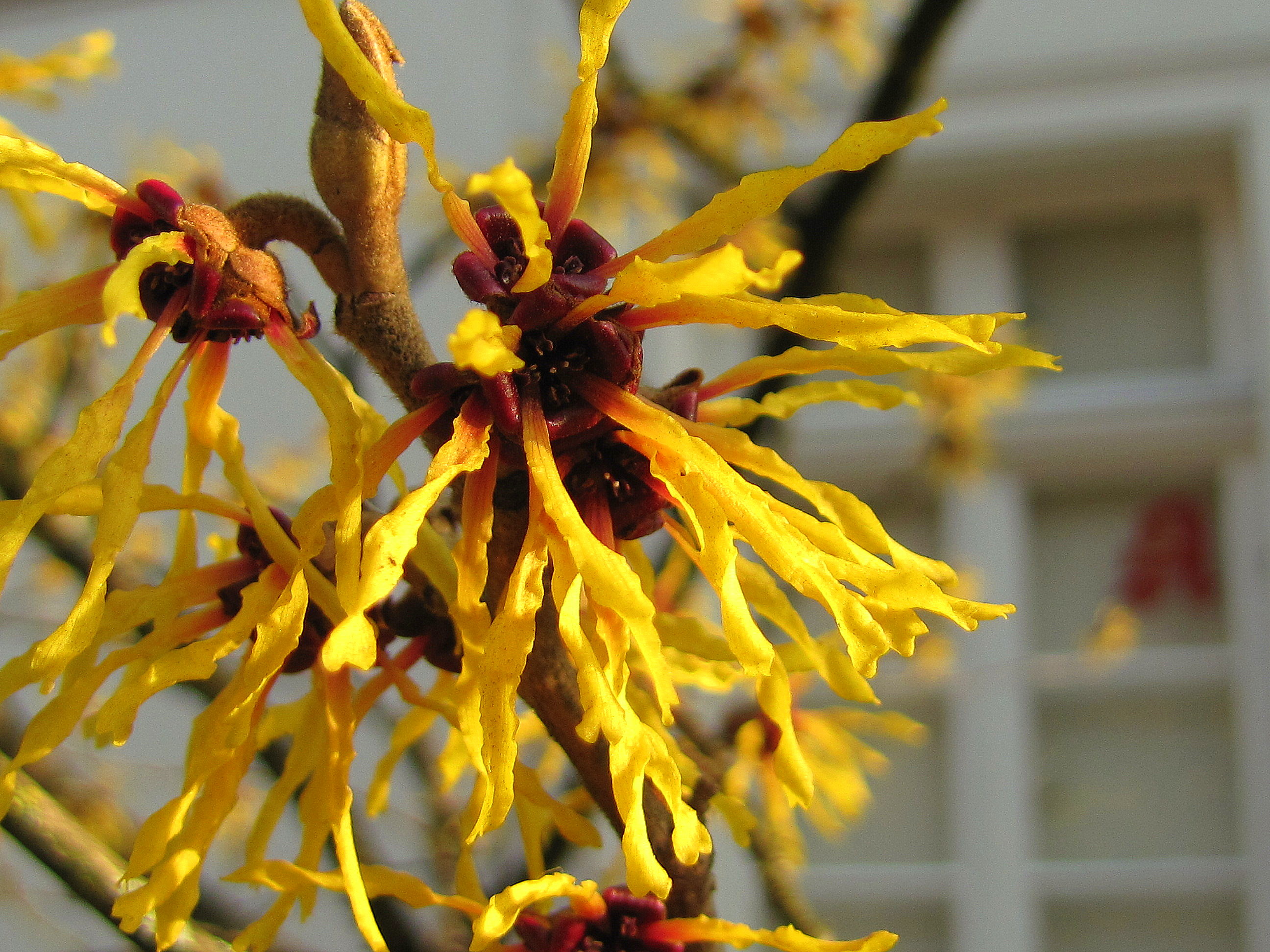 Hamamelis