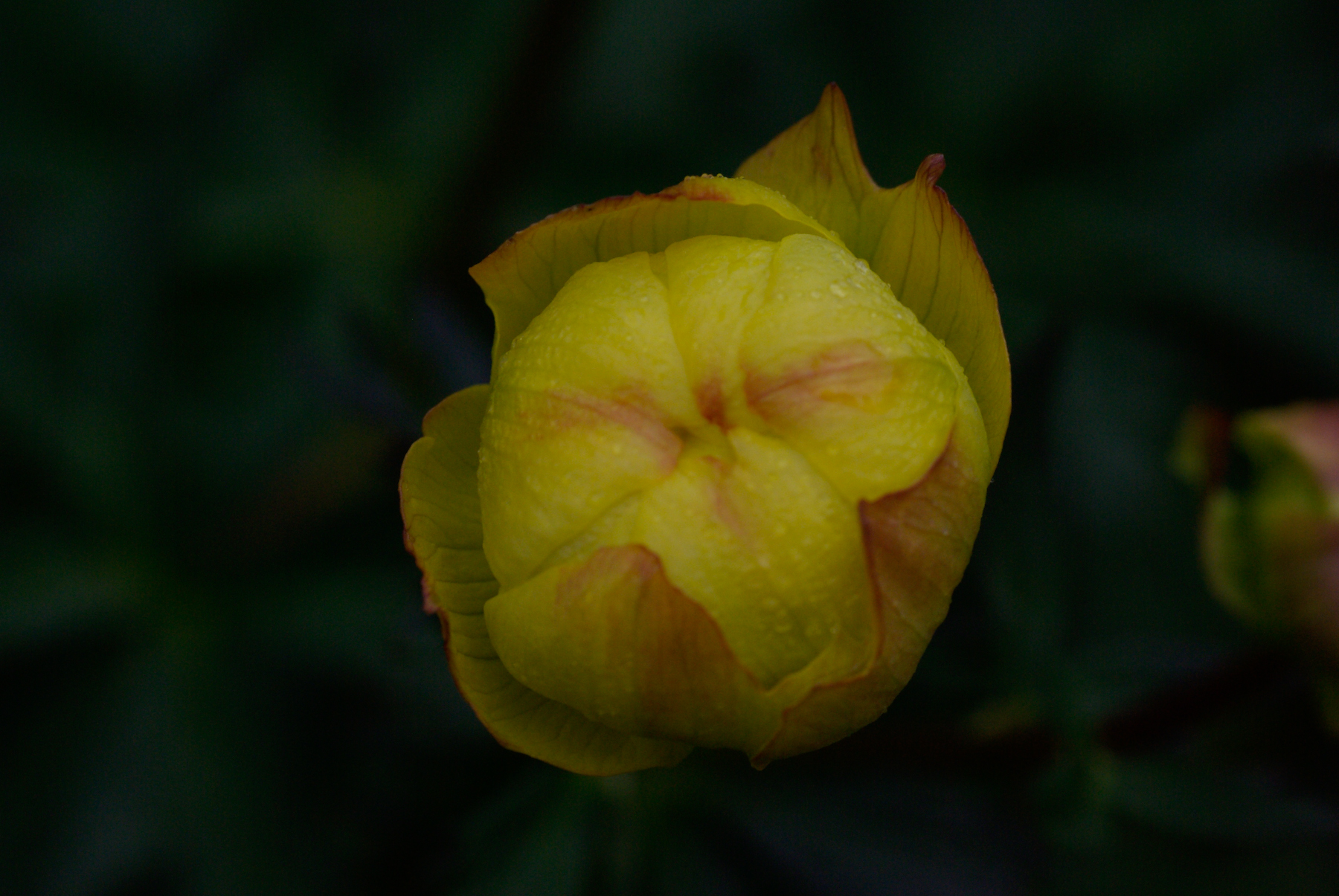 Trollblume