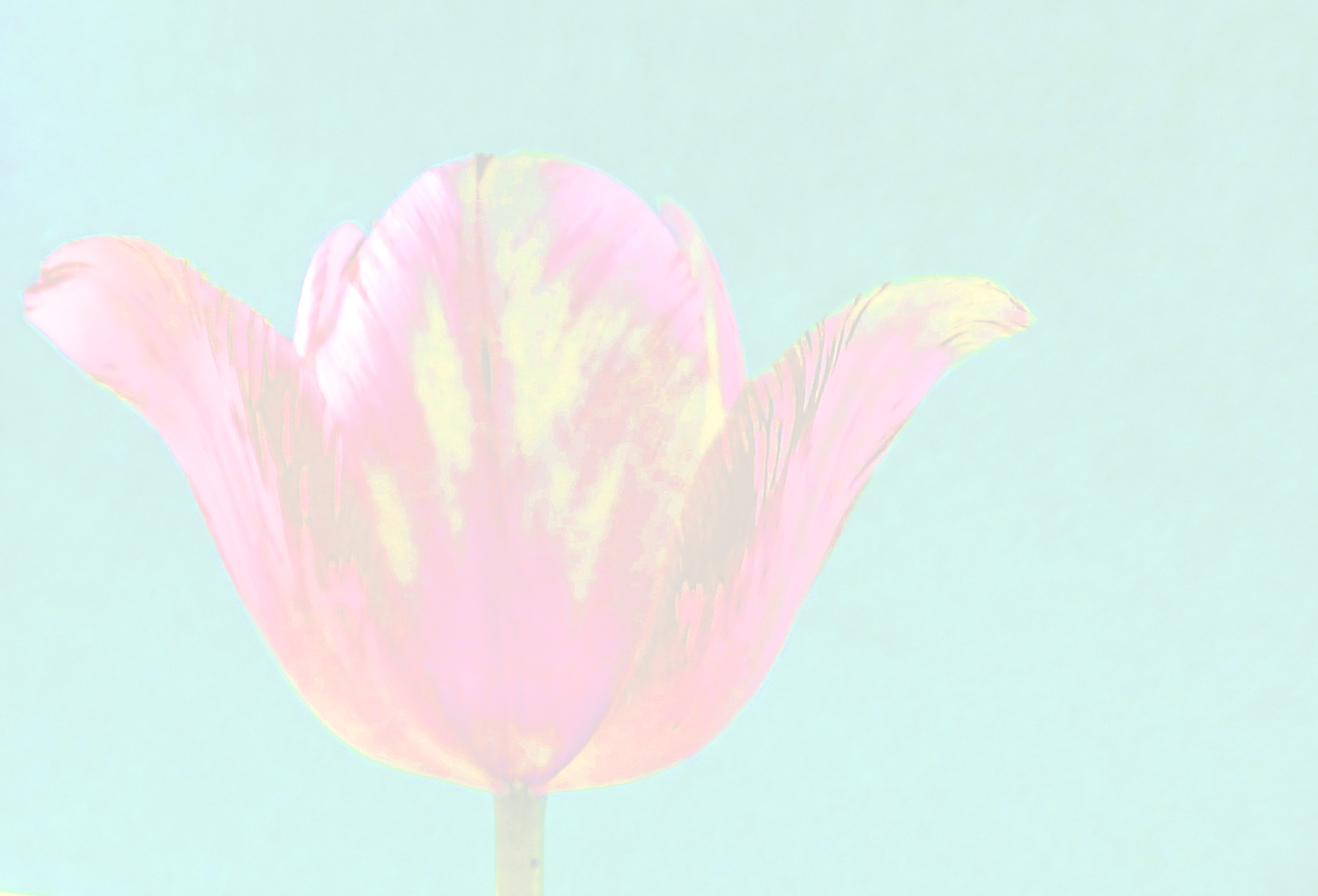 Gartentulpe