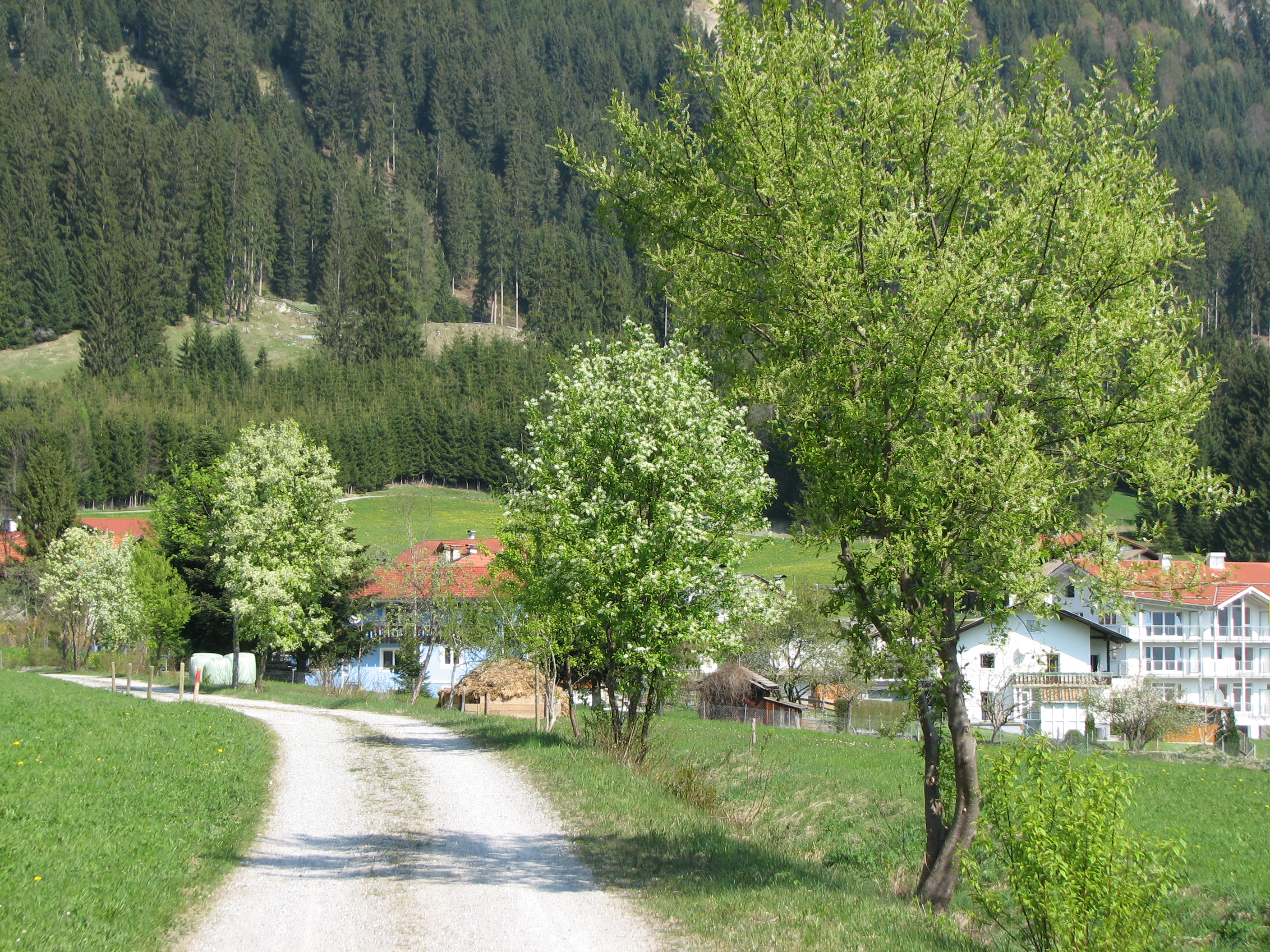 Spätblühende Traubenkirsche
