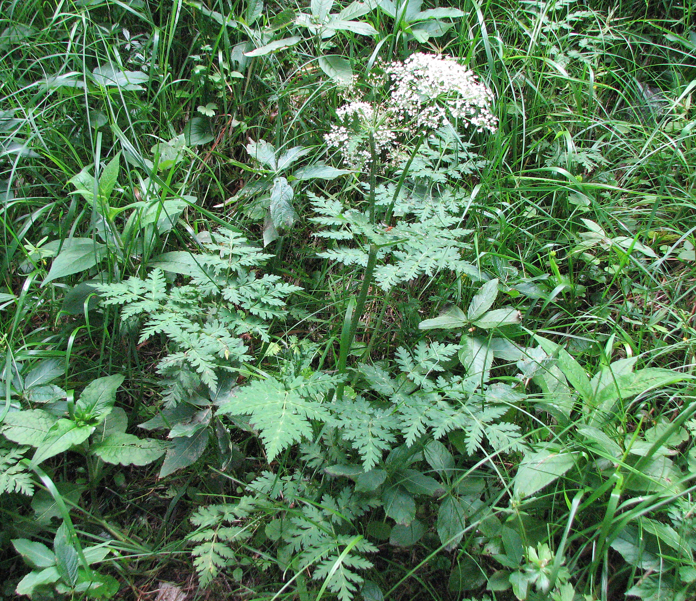 Alpenkälberkropf