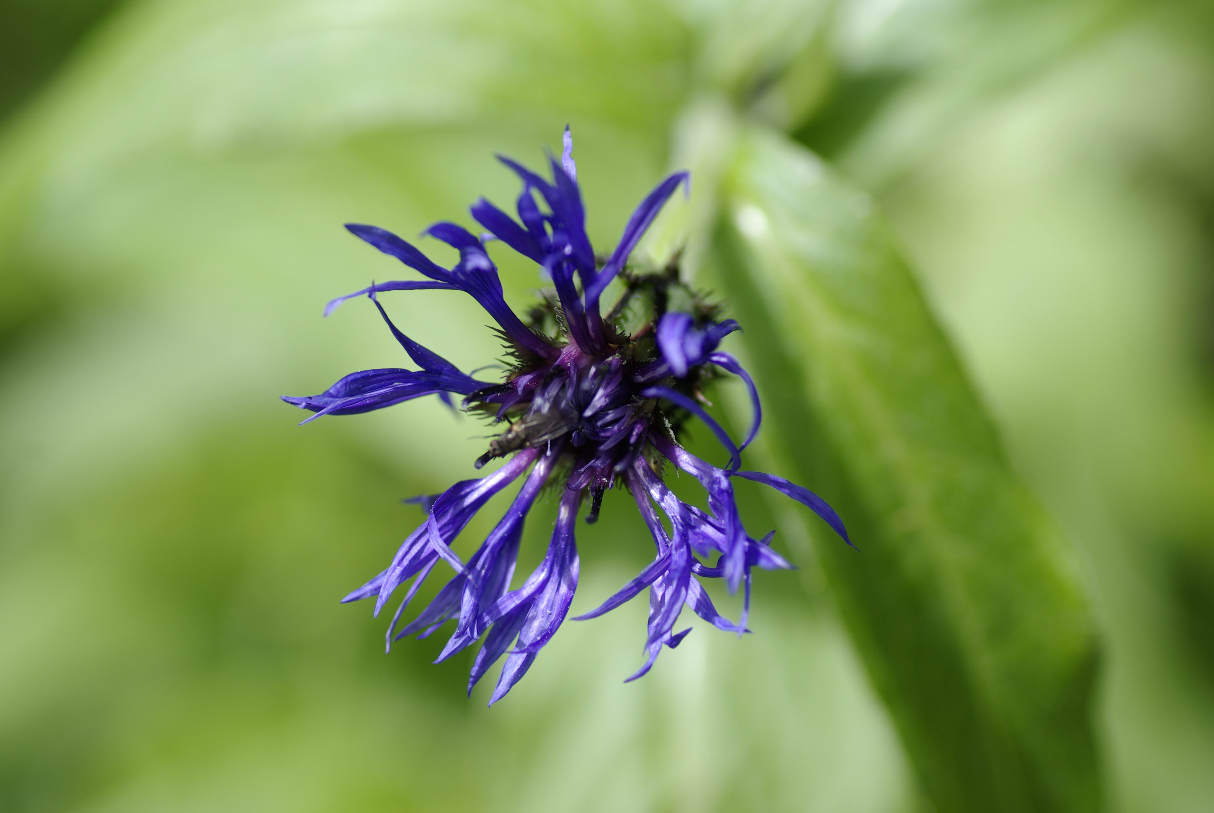 Bergflockenblume