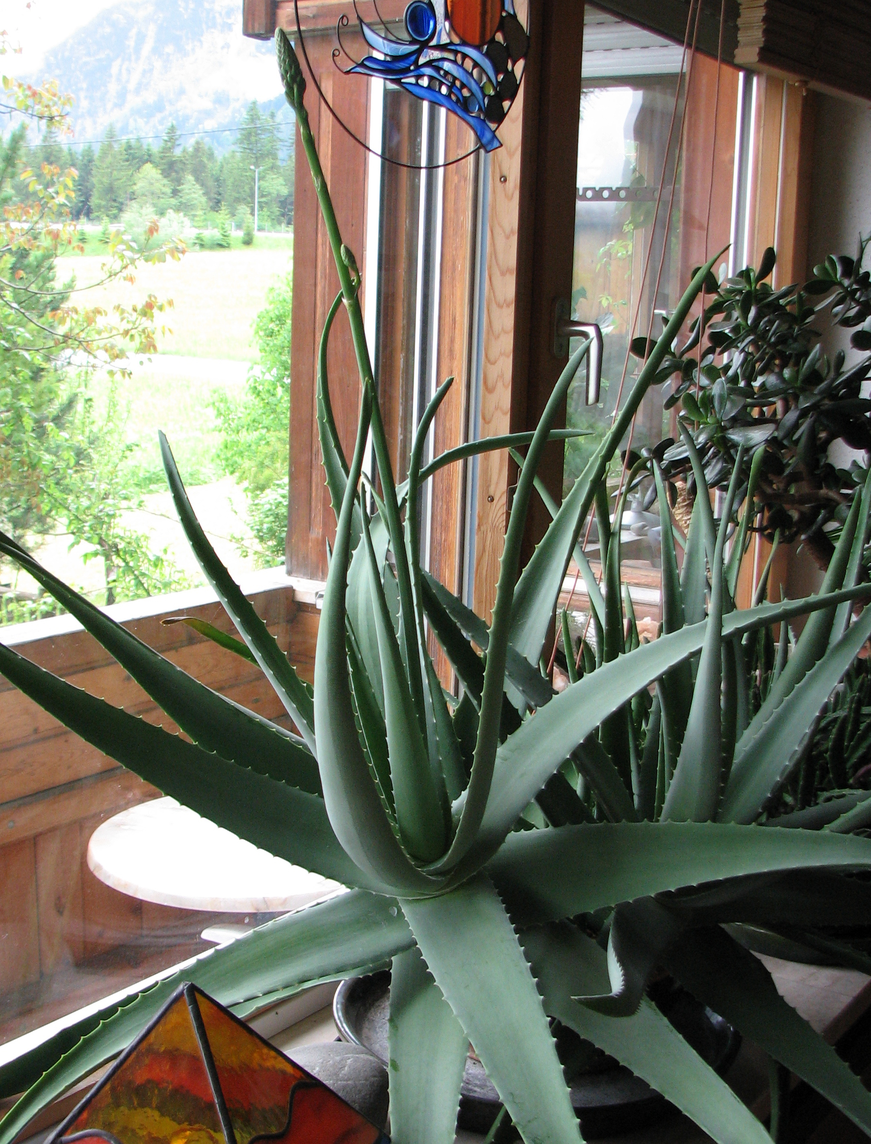 Aloe vera