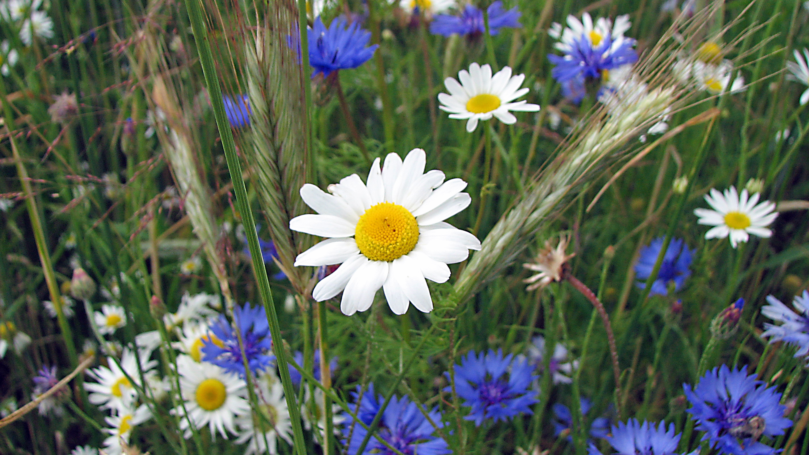 Kornblume