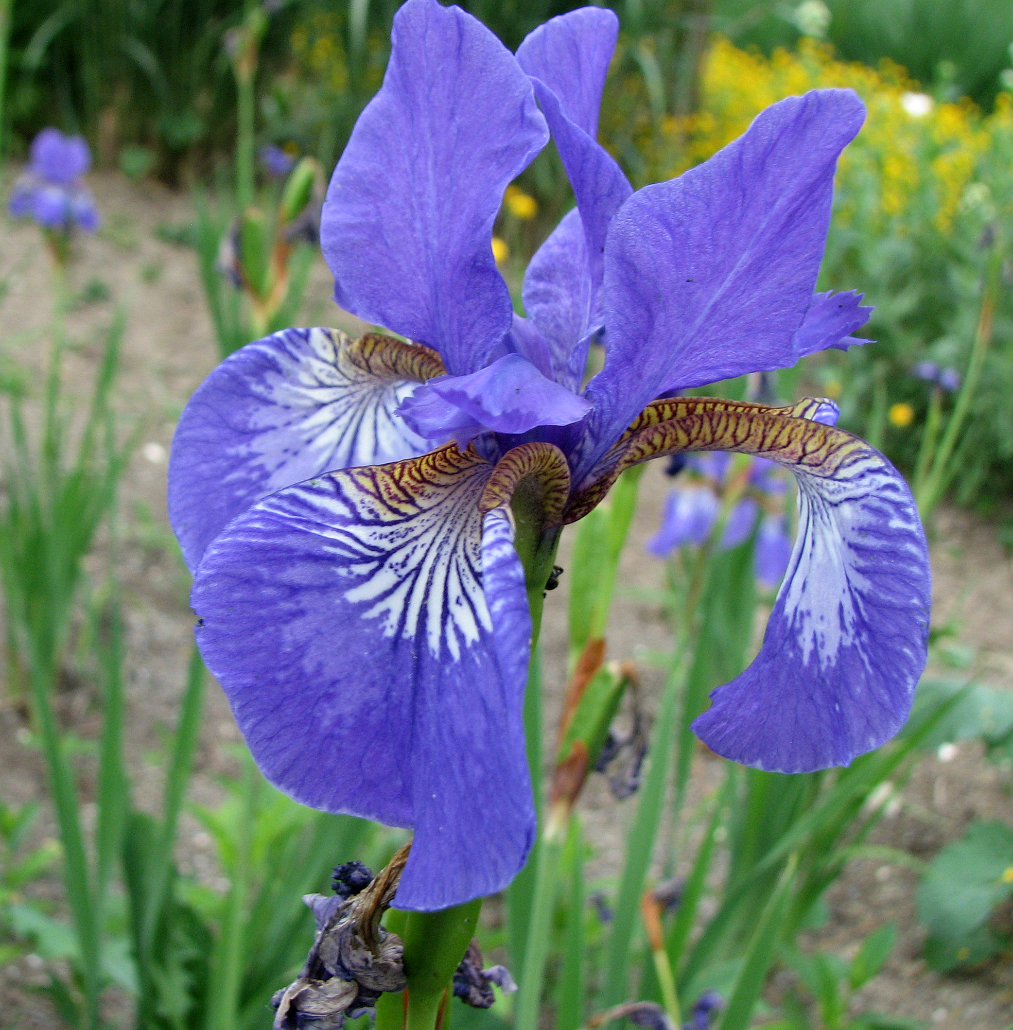 Sibirische Schwertlilie