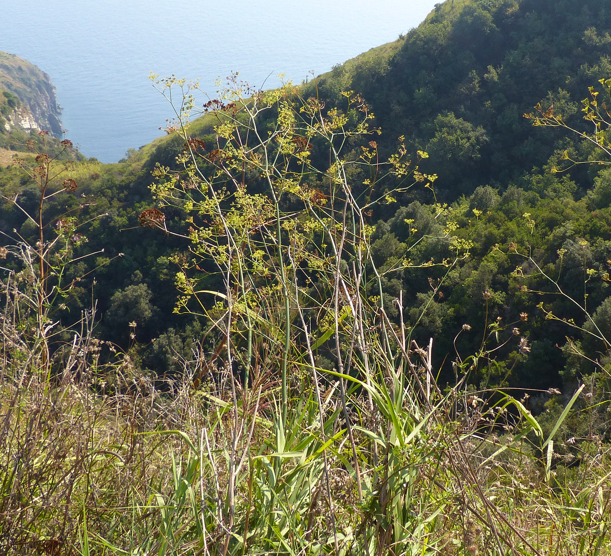 Weintrauben mit Wildem Fenchel
