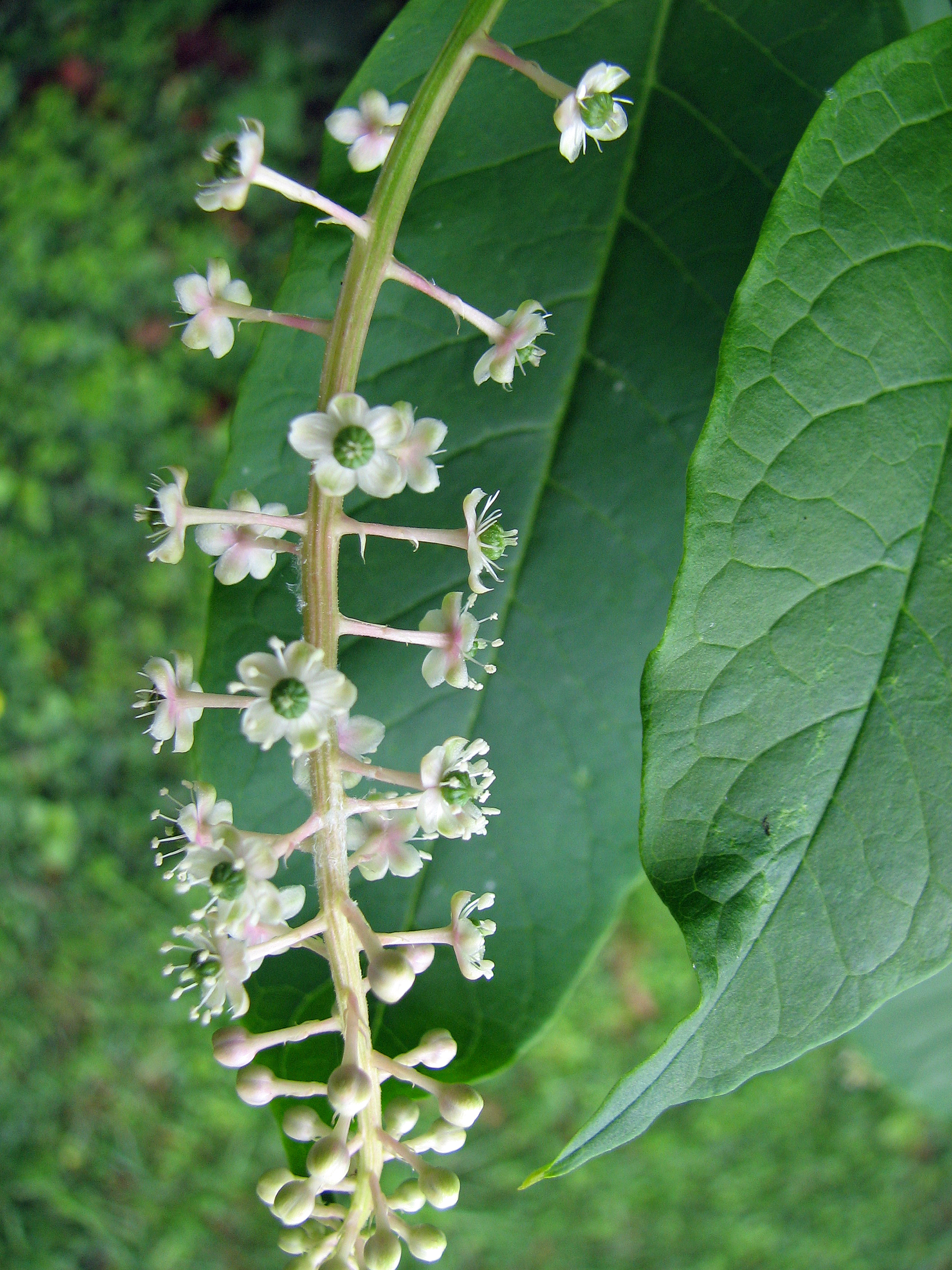 Amerikanische Kermesbeere