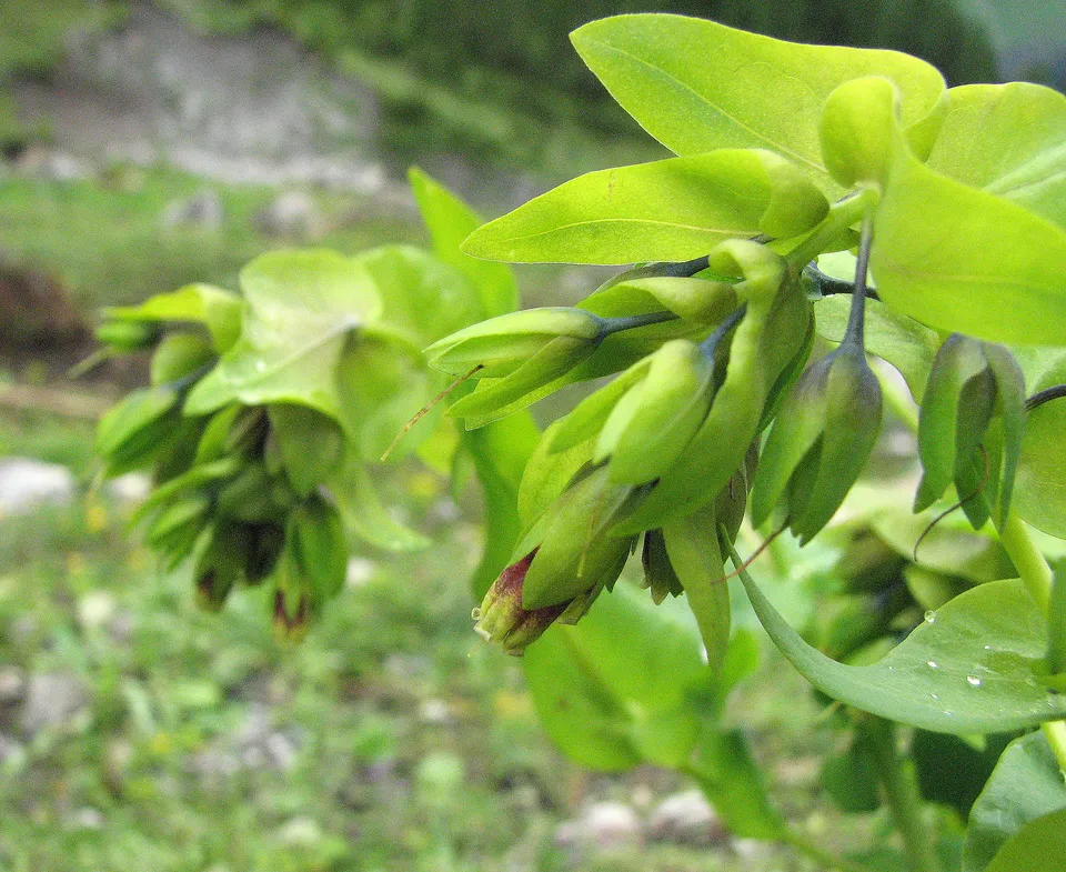 Alpenwachsblume