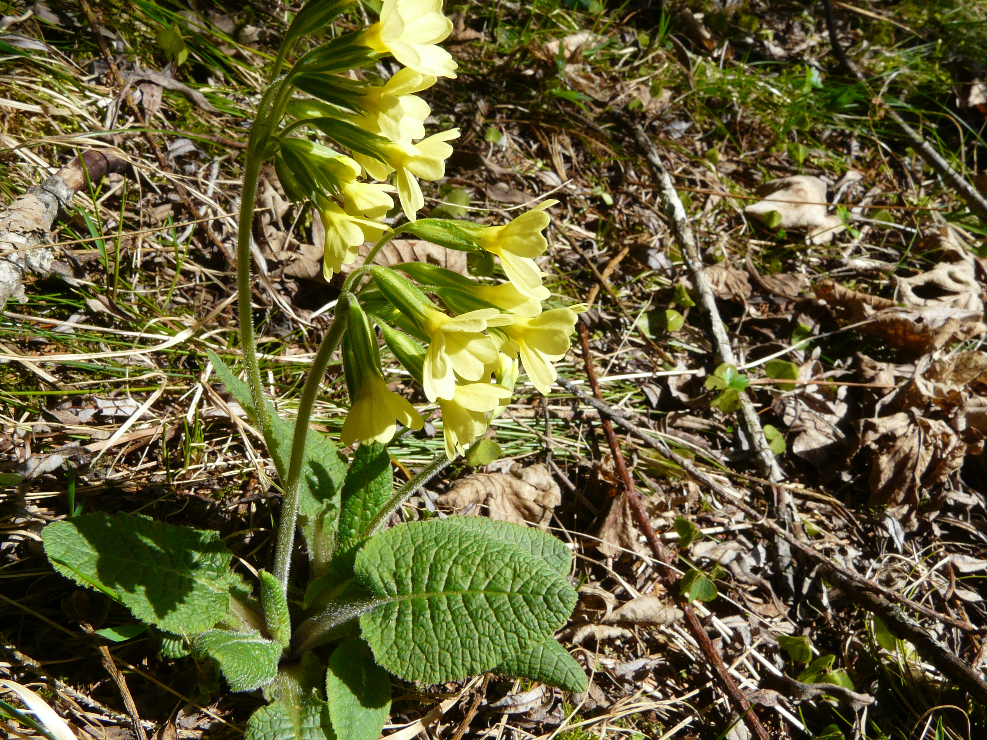 Hohe Schlüsselblume