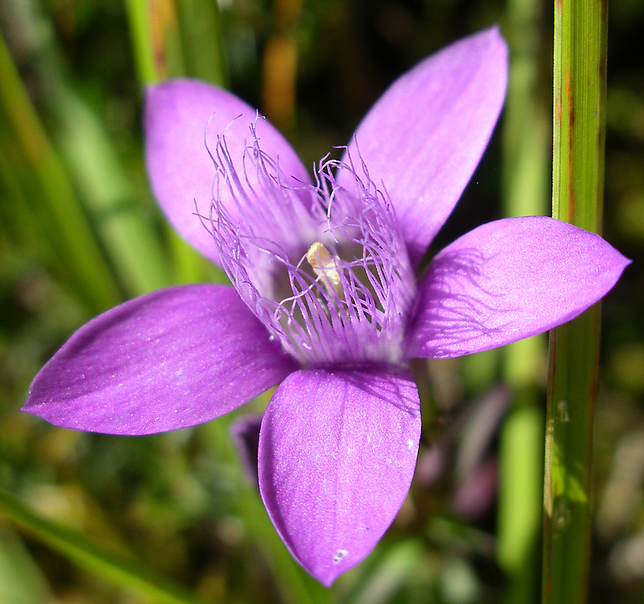 Deutscher Fransenenzian