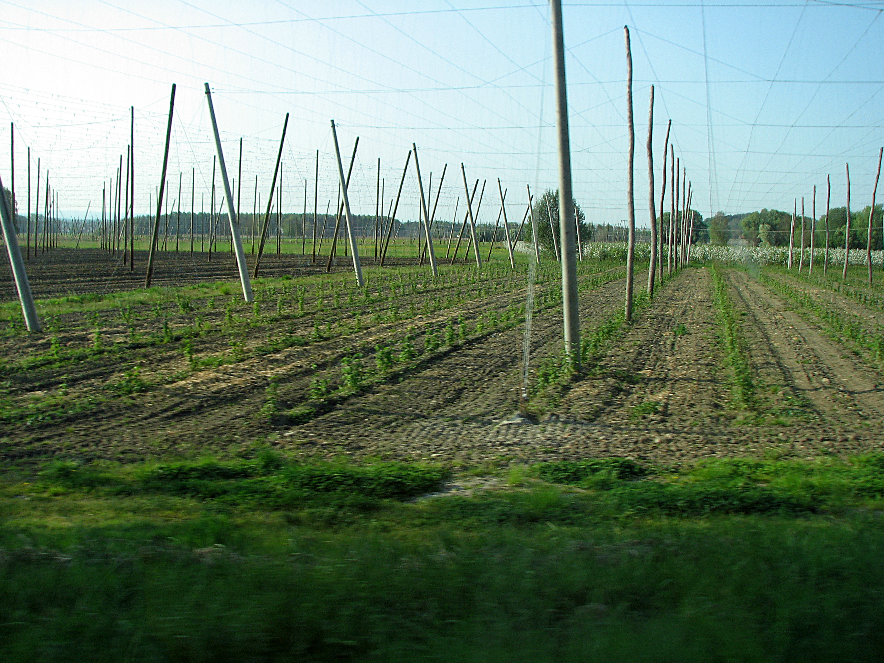 Hopfen