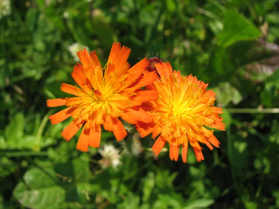 Orangerotes Habichtskraut