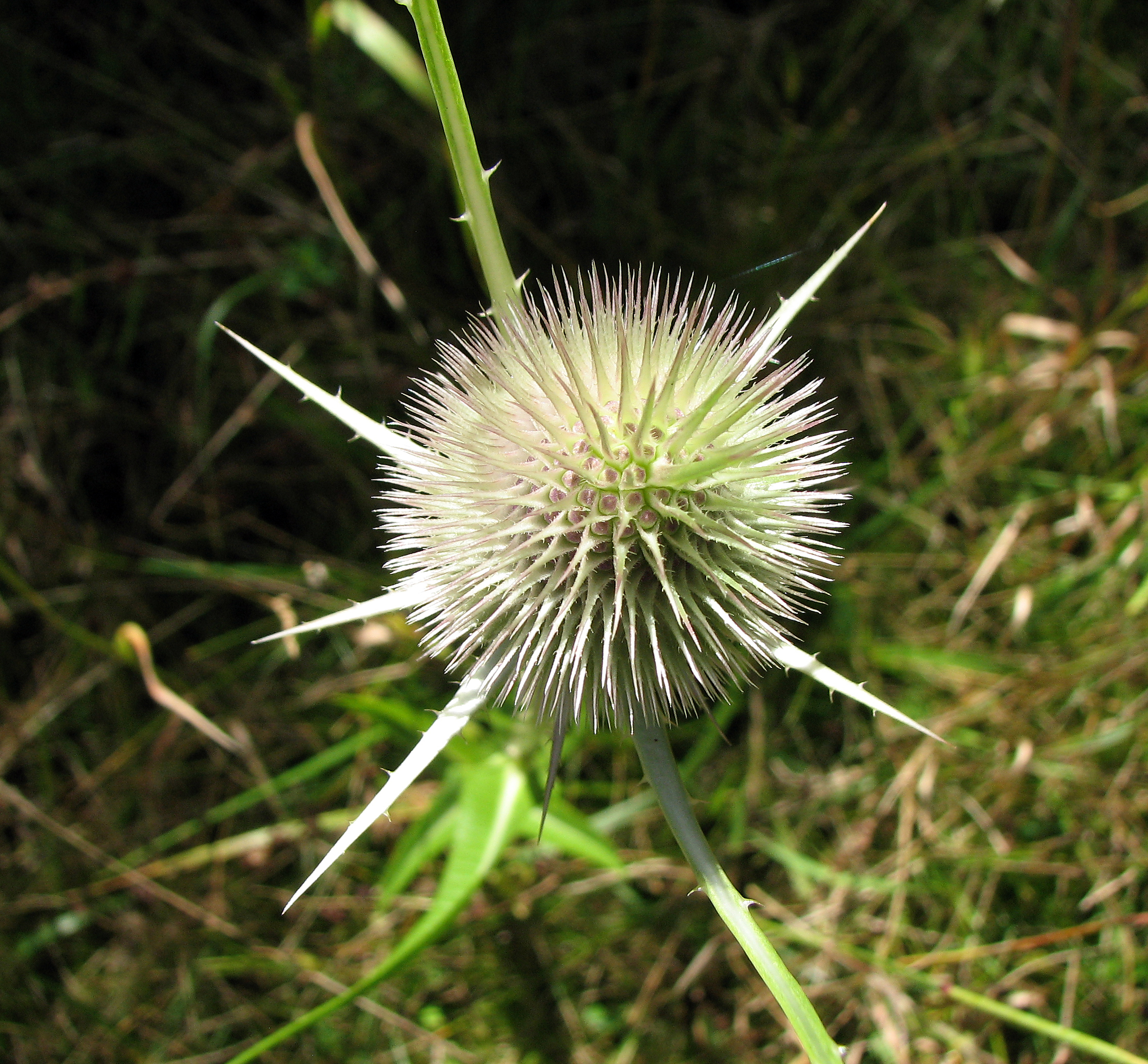 Wilde Karde