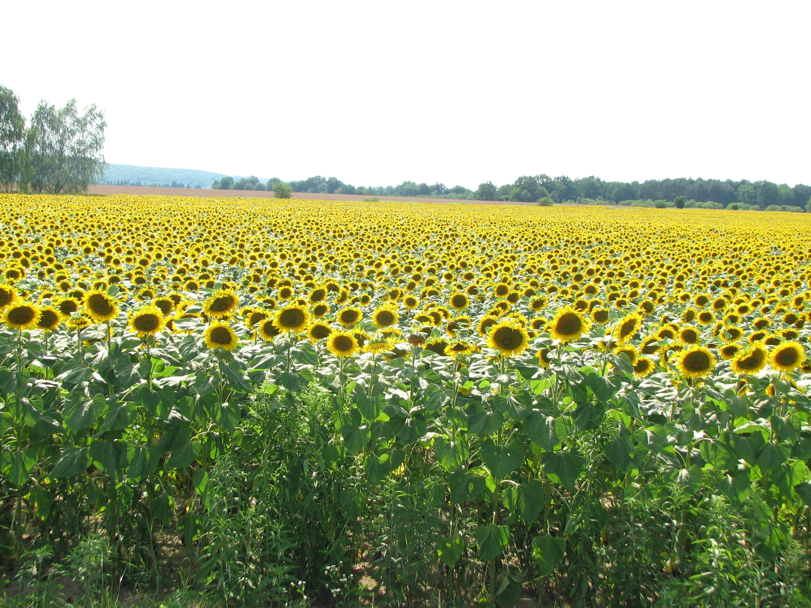 Sonnenblume