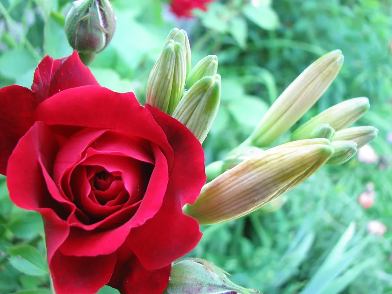 Ätherische Öle in Kosmetik und Wellness