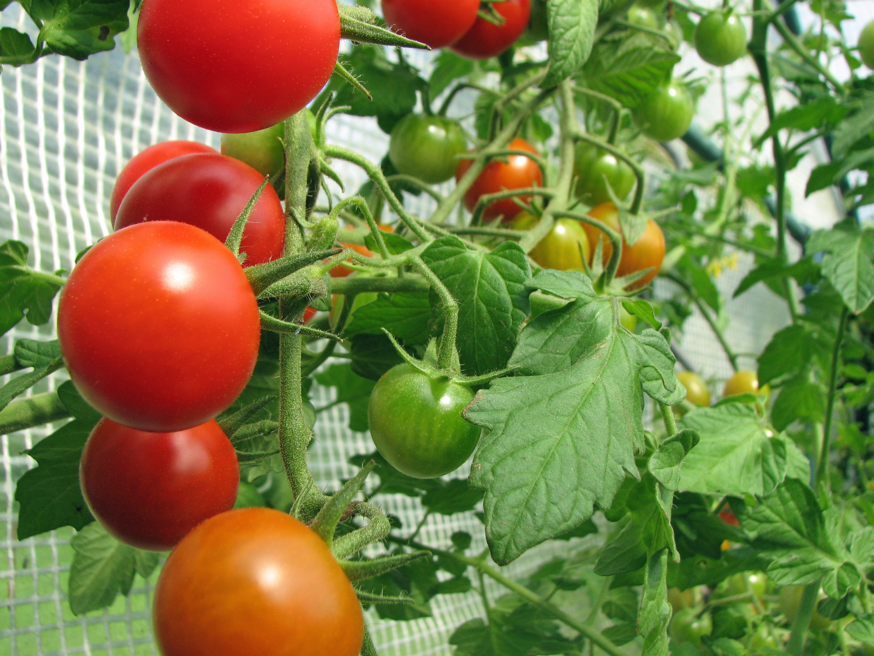 Tomate
