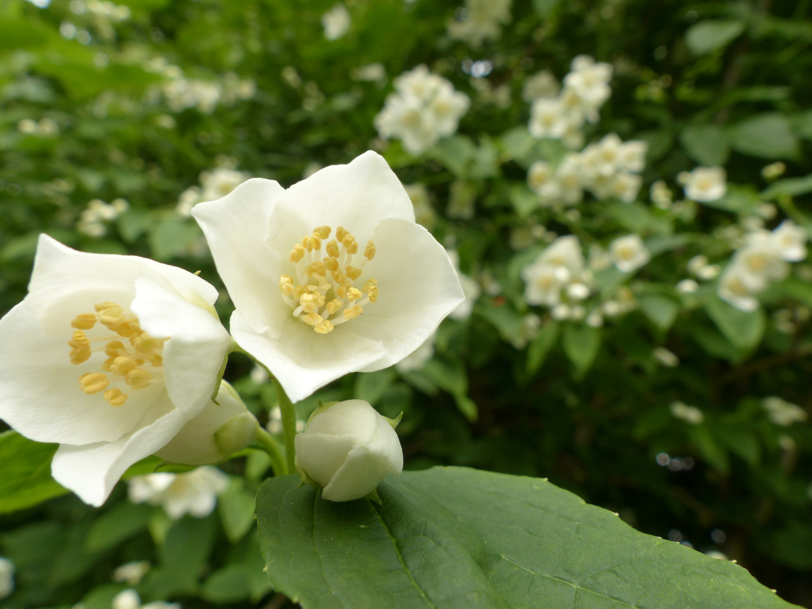 Bauernjasmin