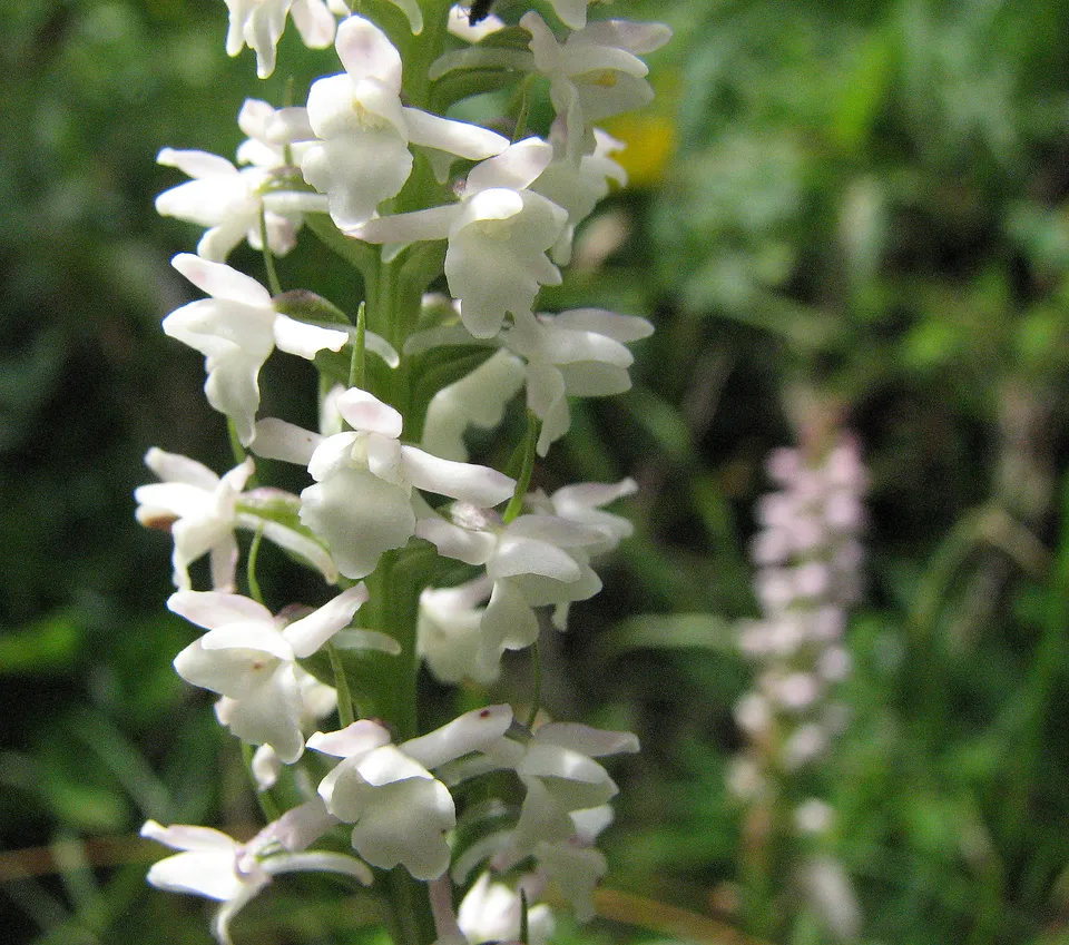 Wohlriechende Händelwurz