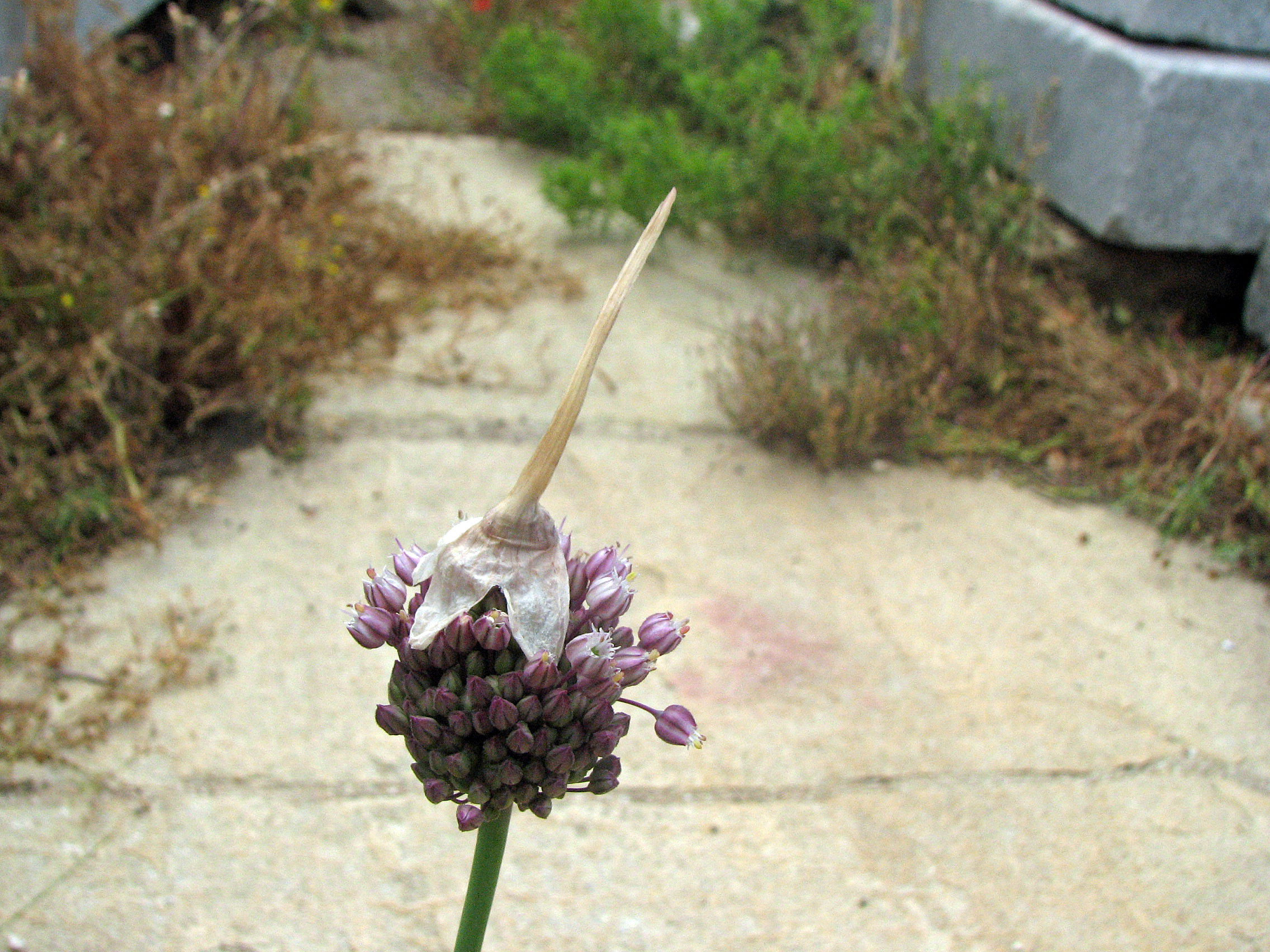 Ackerlauch