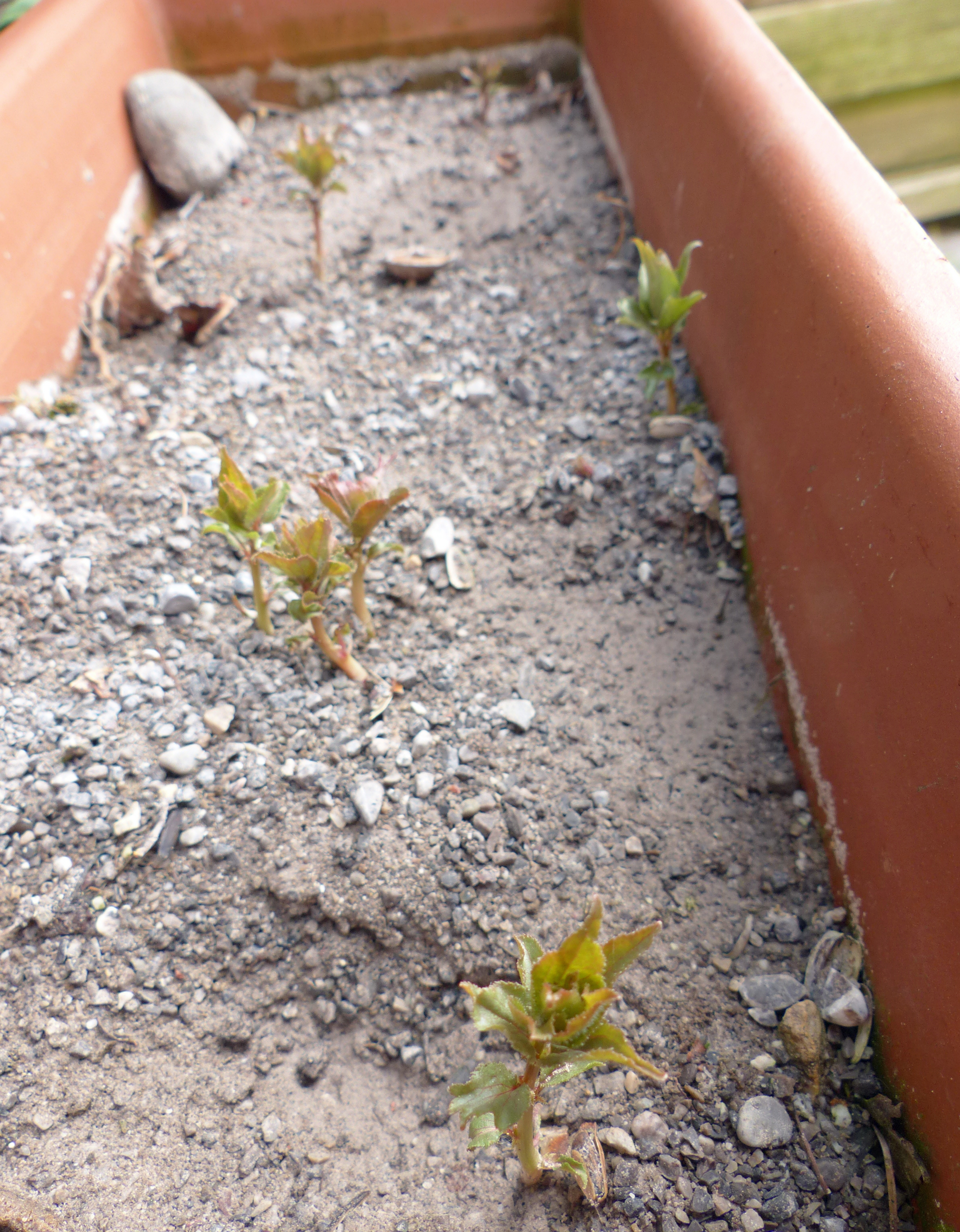 Marillenbaum aus einem Kern ziehen