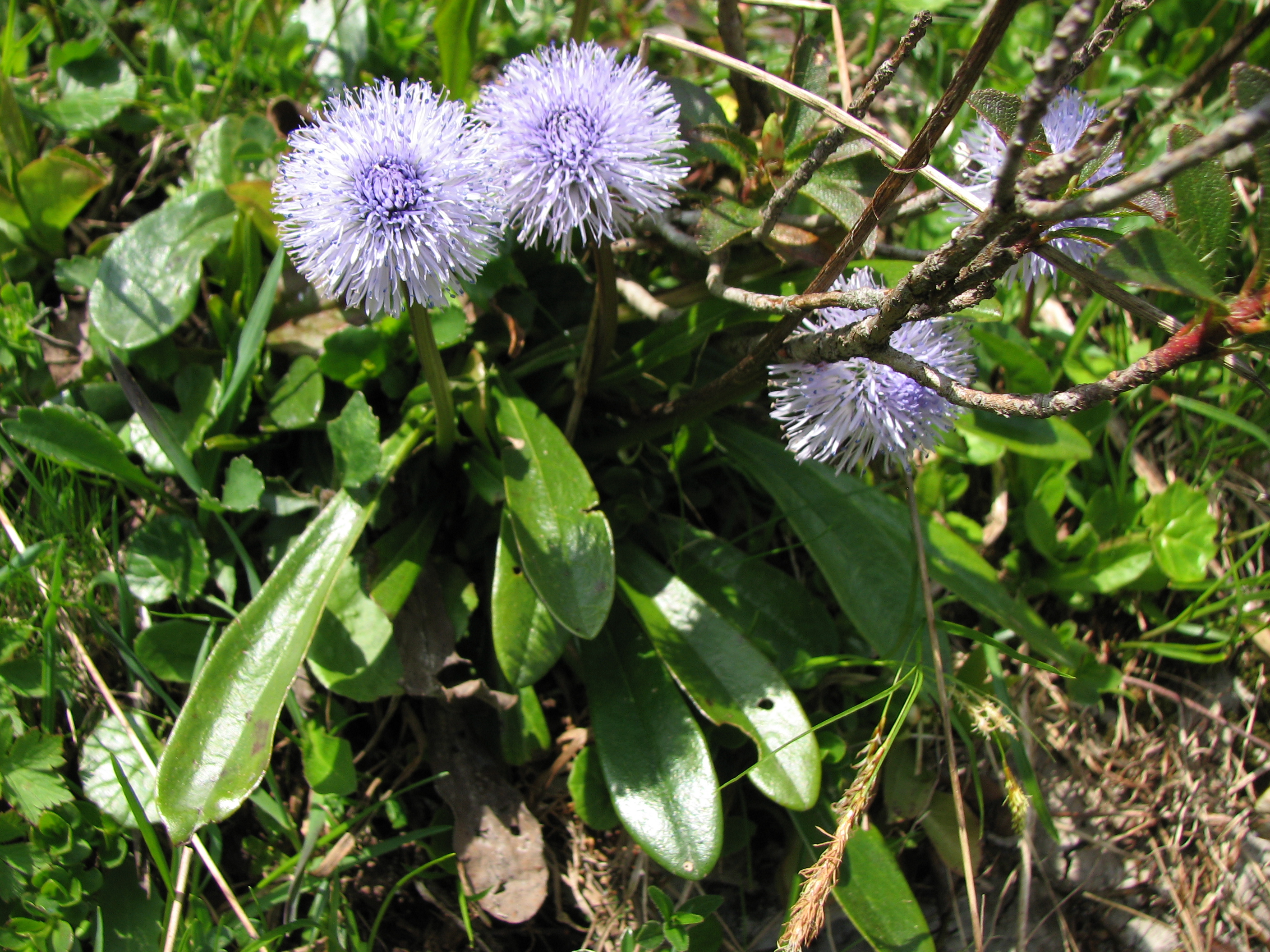 Nacktstängelige Kugelblume