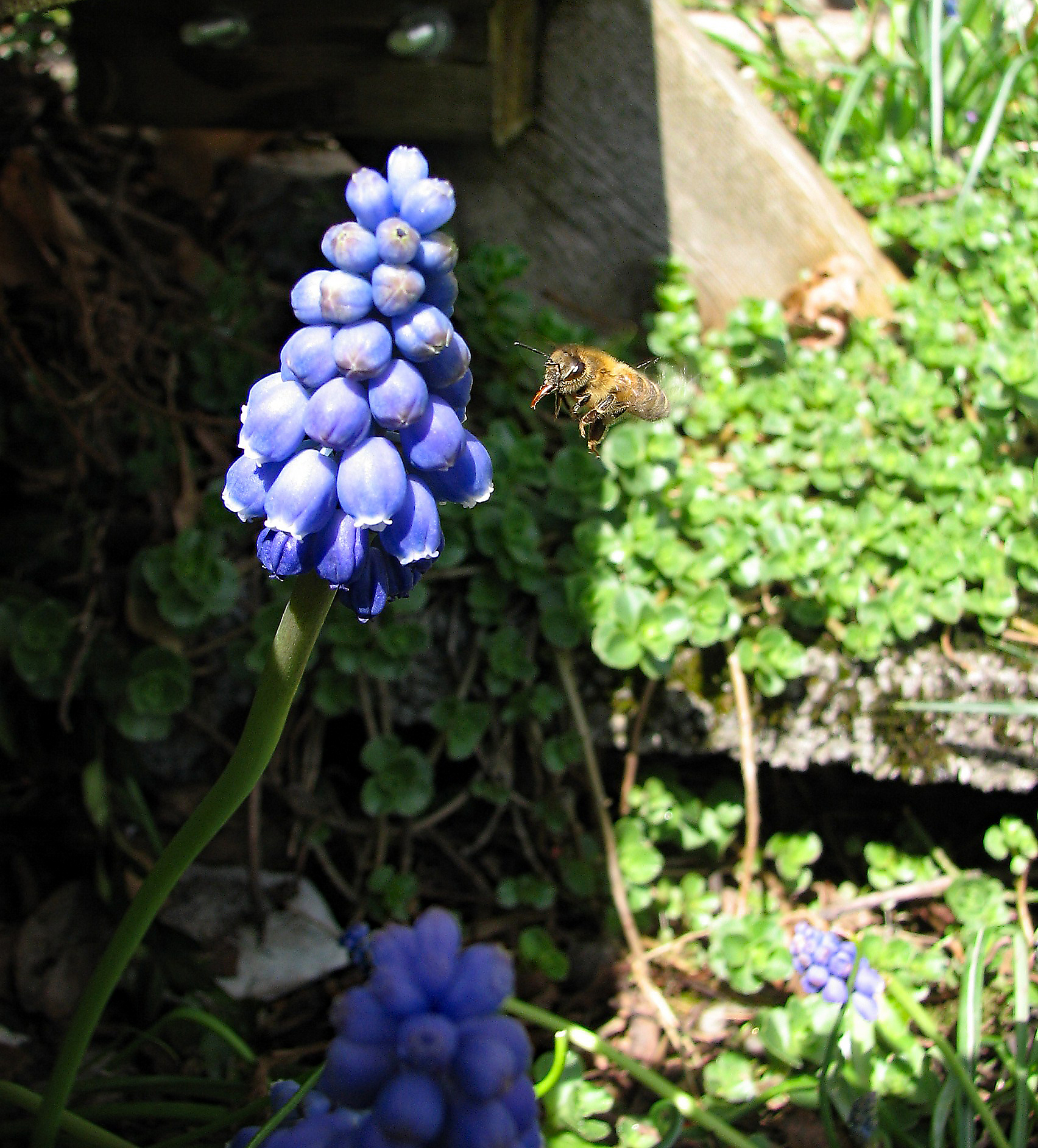 Kleine Traubenhyazinthe