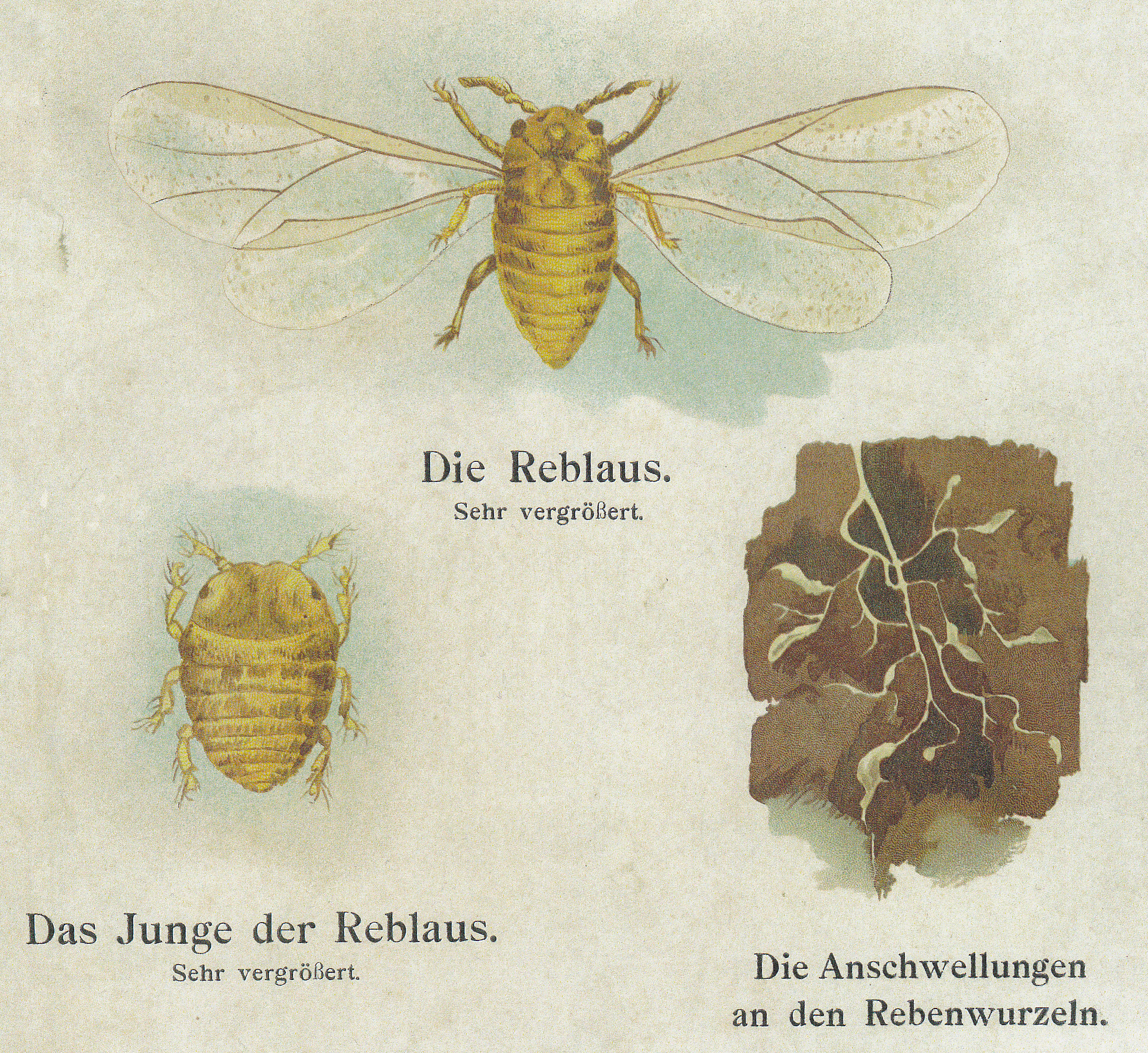 Weinrebe