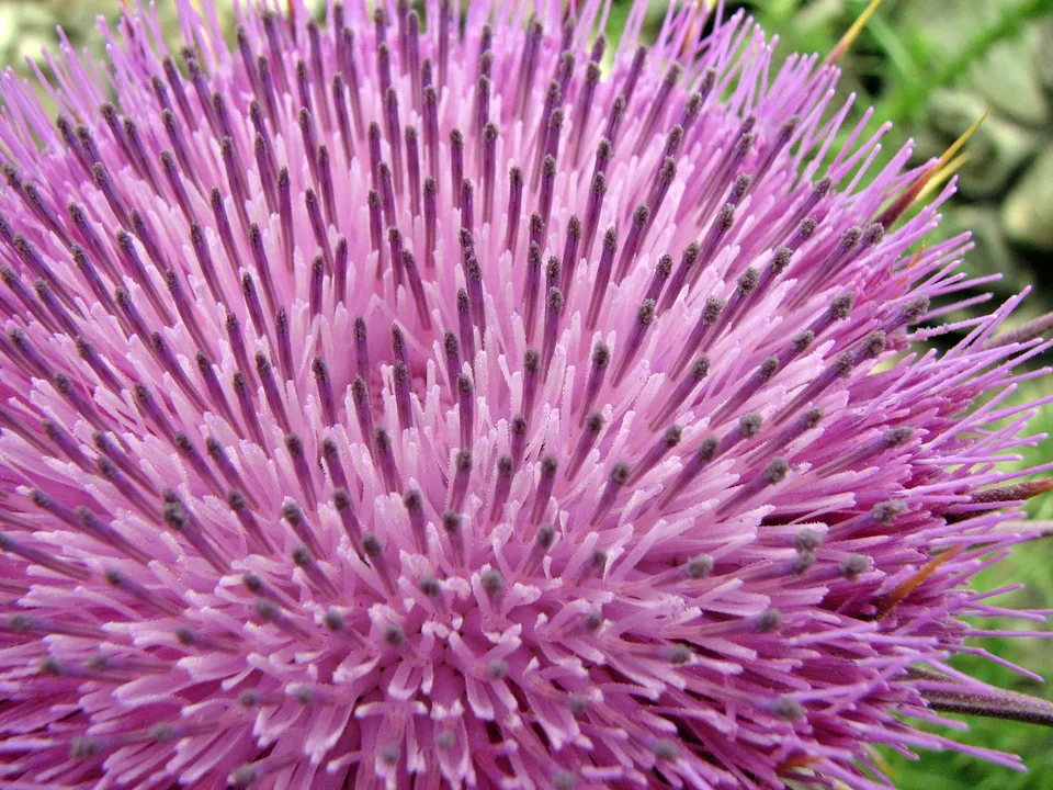 Eselsdistel