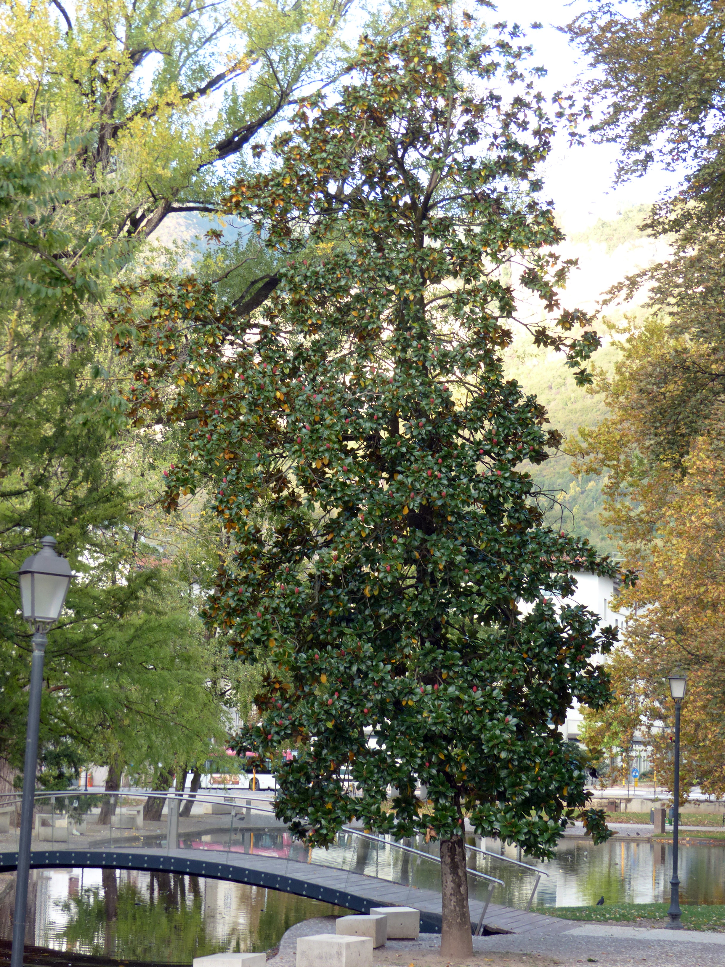 Immergrüne Magnolie