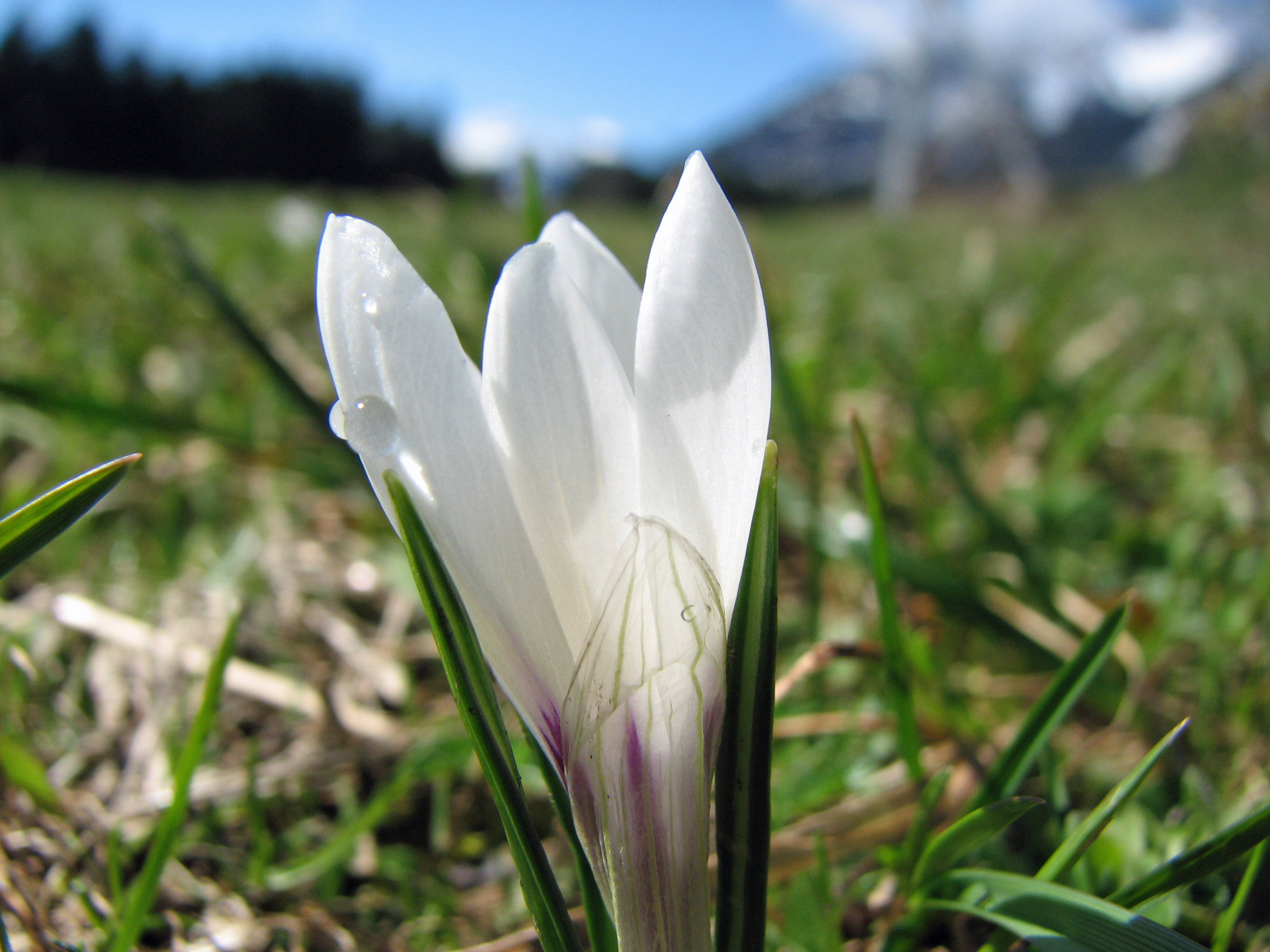 Frühlingskrokus