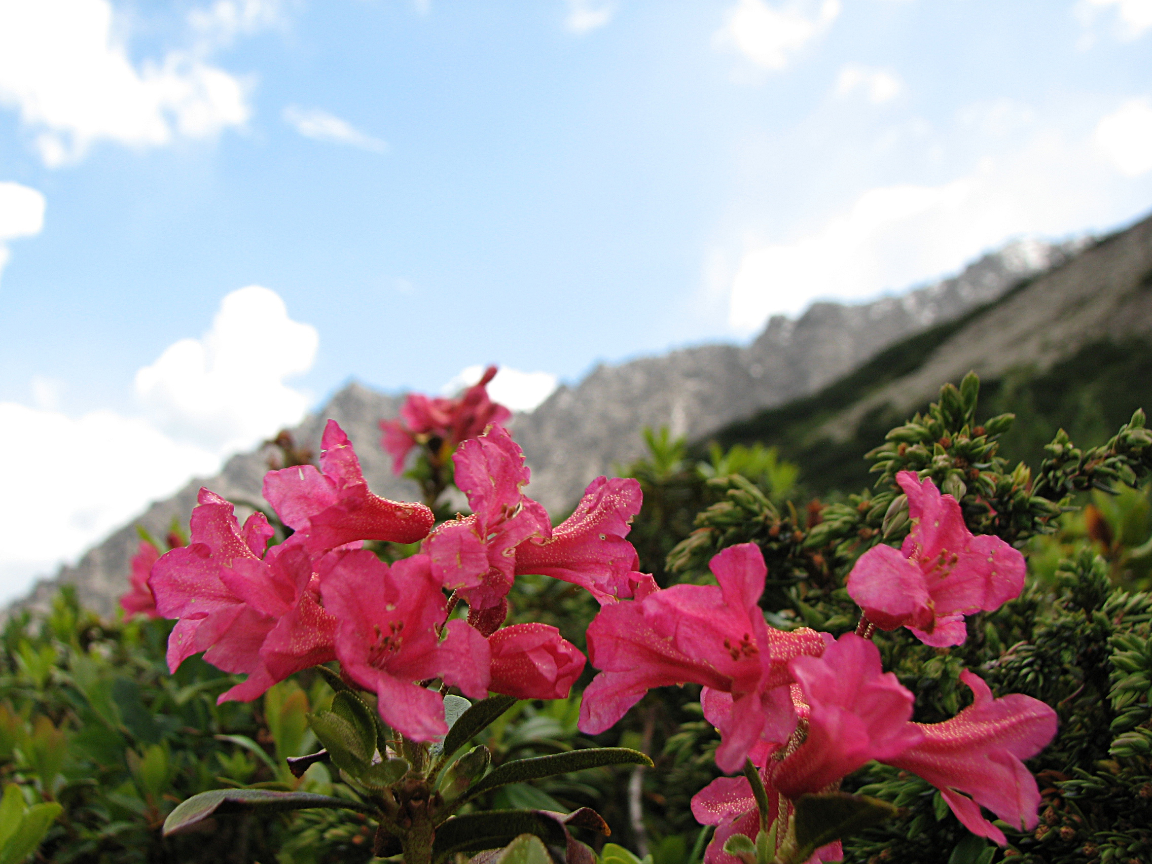 Rostblättrige Alpenrose