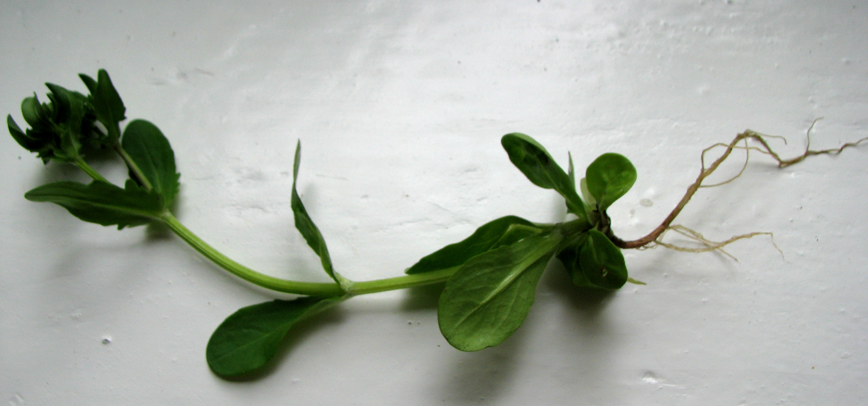 Feldsalat