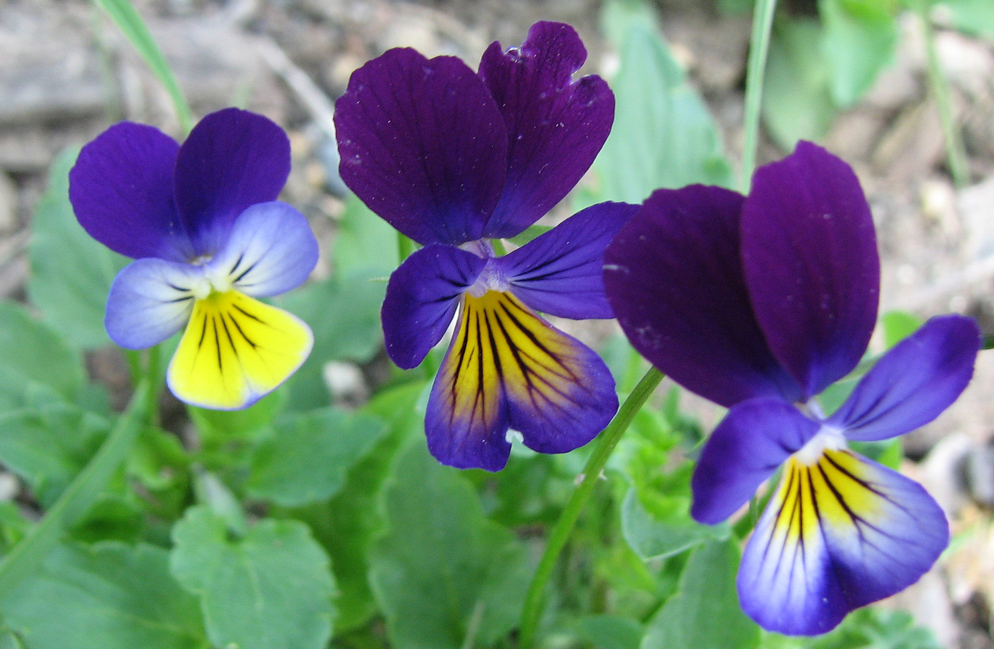 Wildes Stiefmütterchen