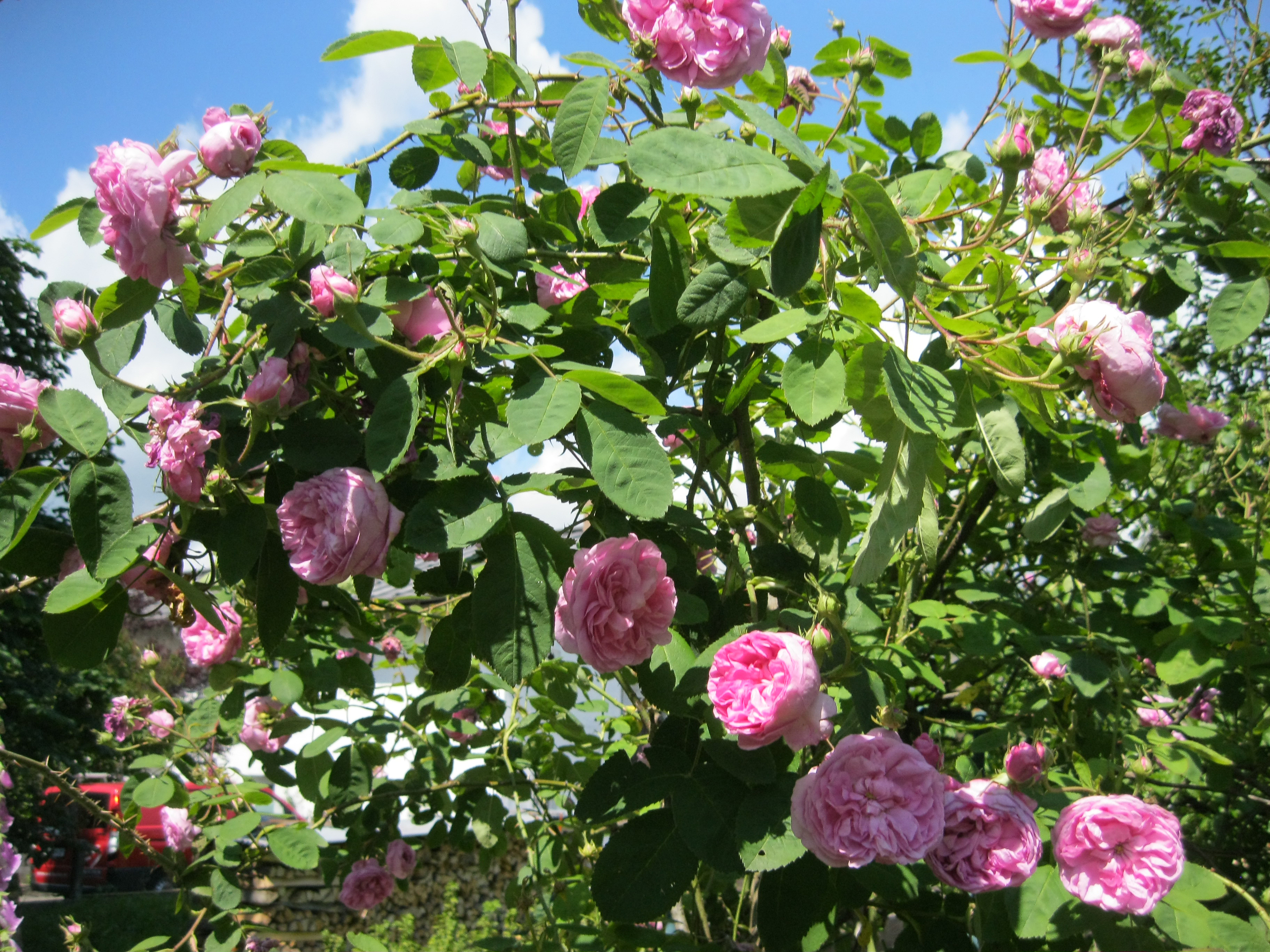 Rosen, Kulturrosen
