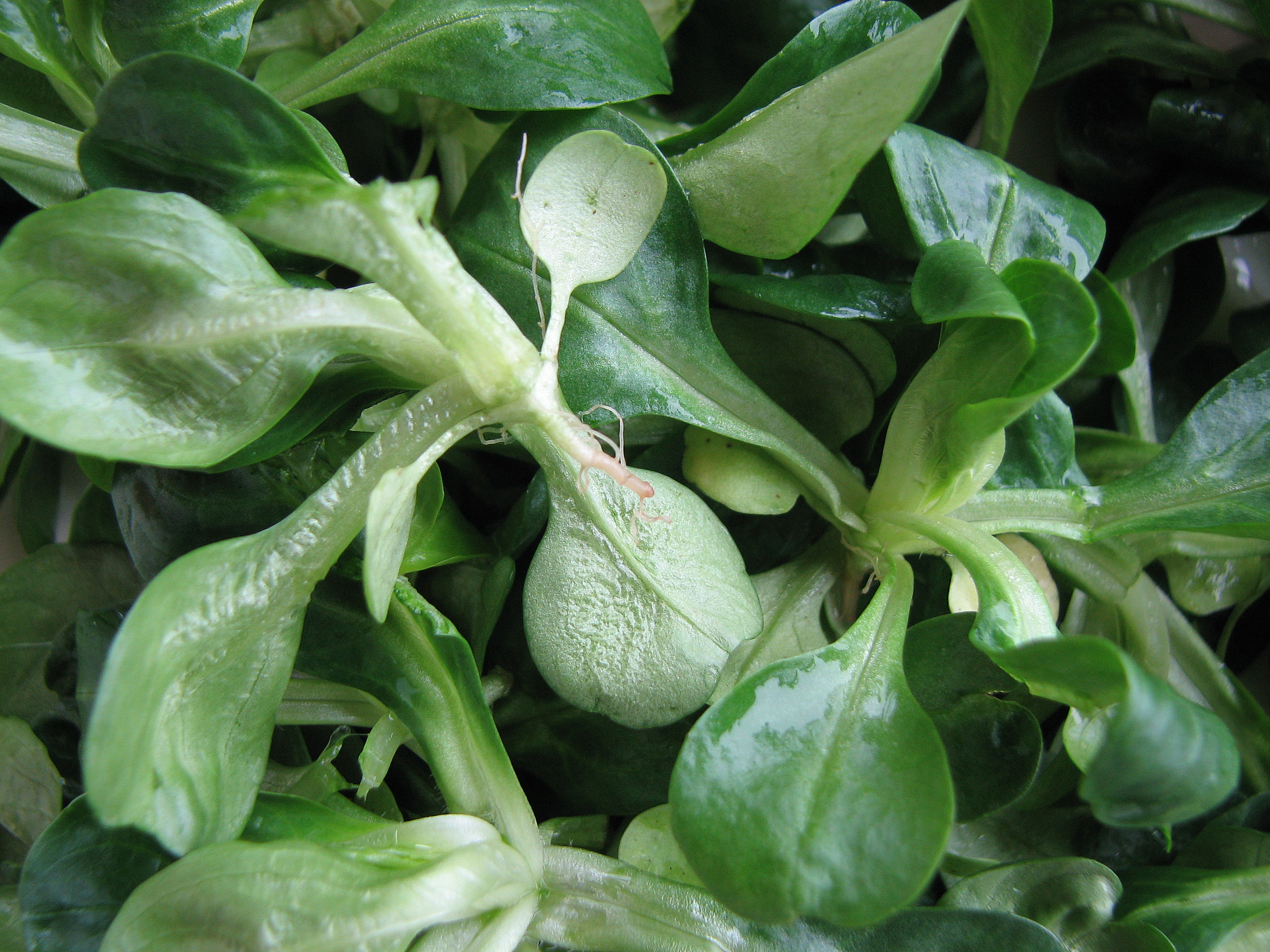 Feldsalat