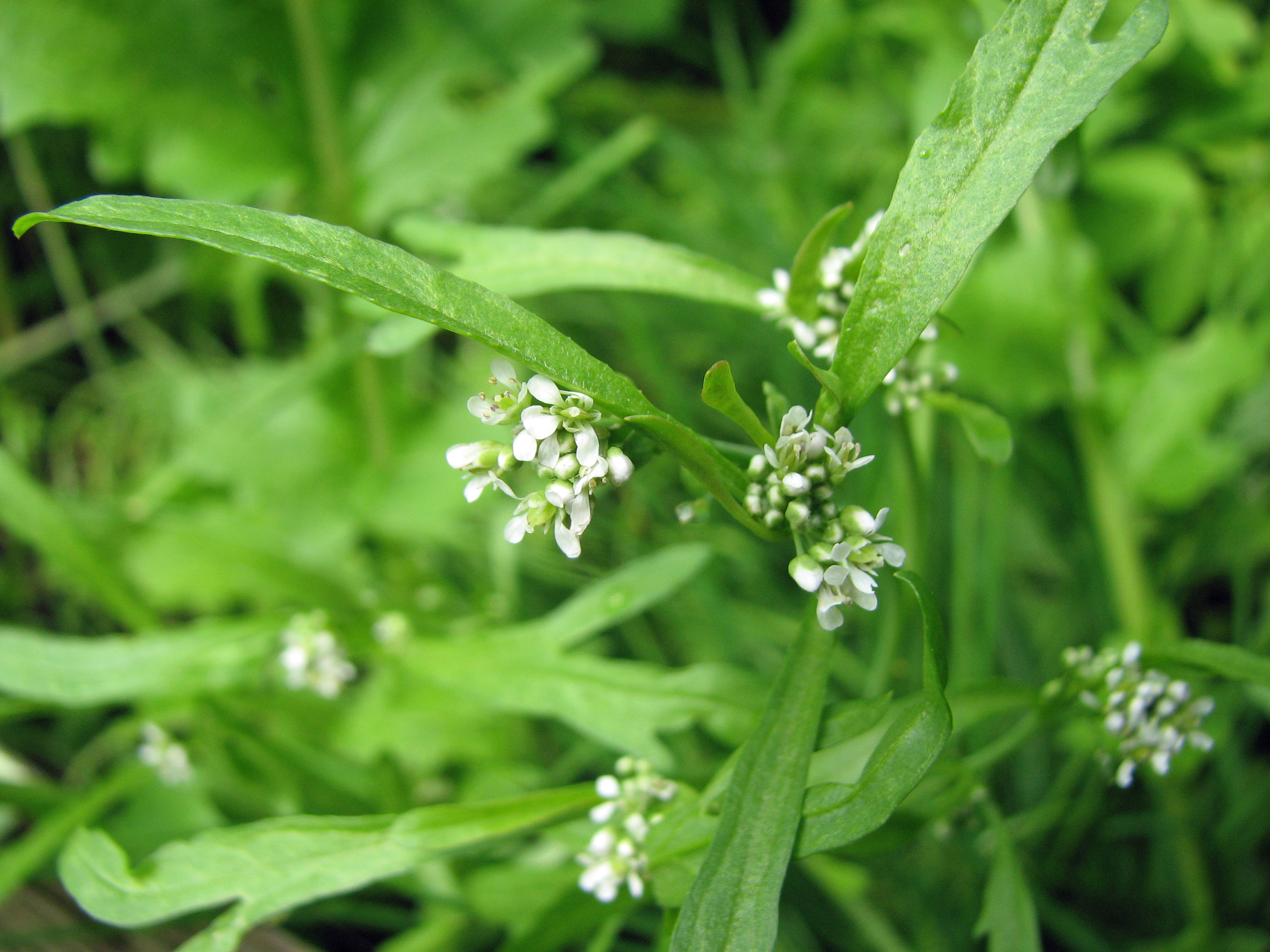 Gartenkresse