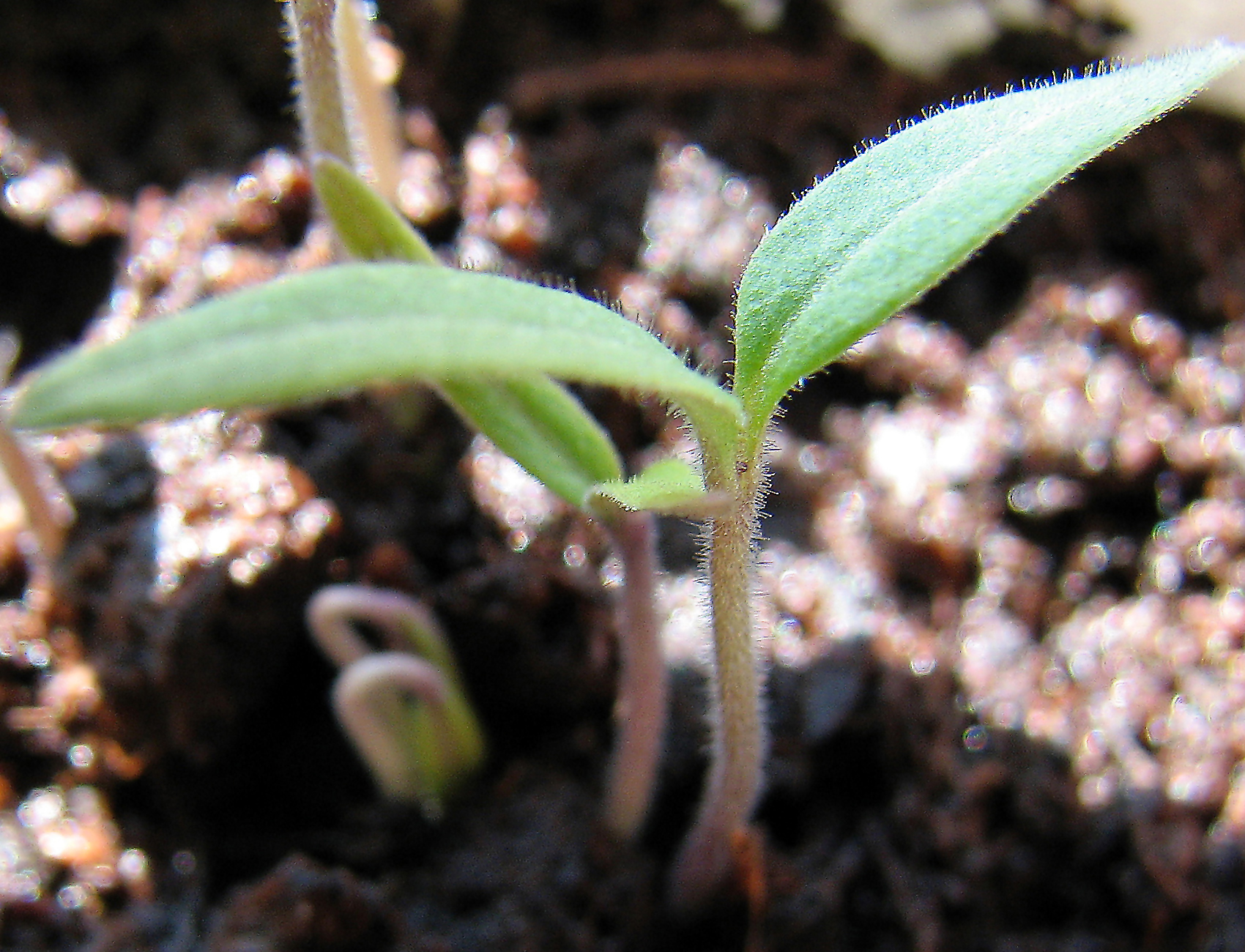 Tomate