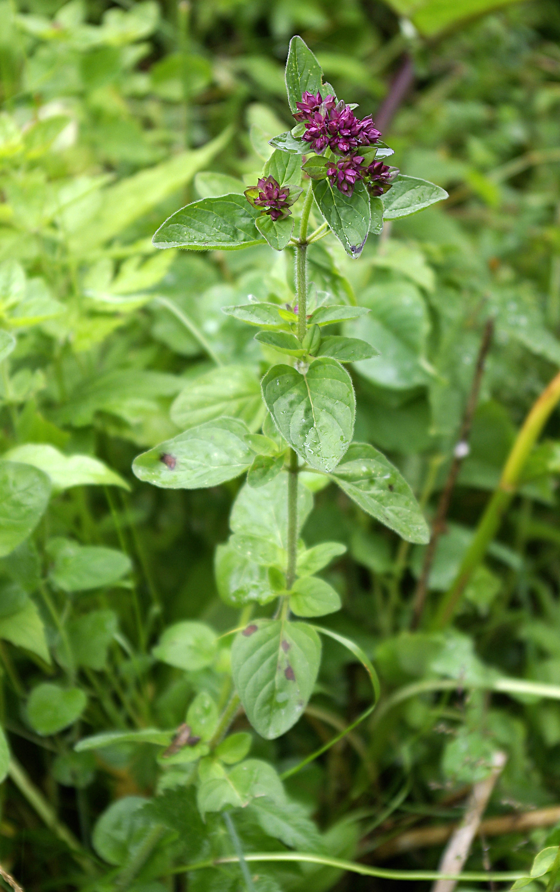 Gewöhnlicher Echter Dost