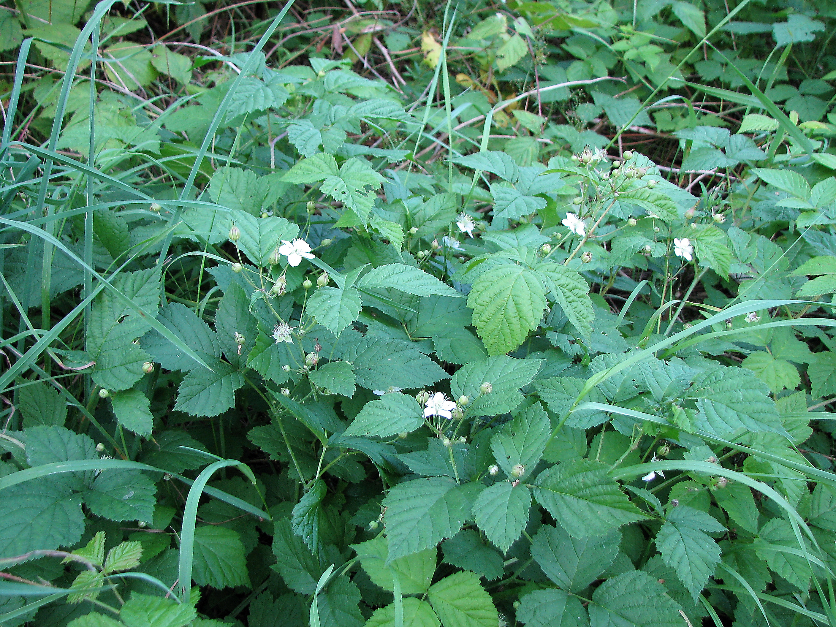 Kratzbeere