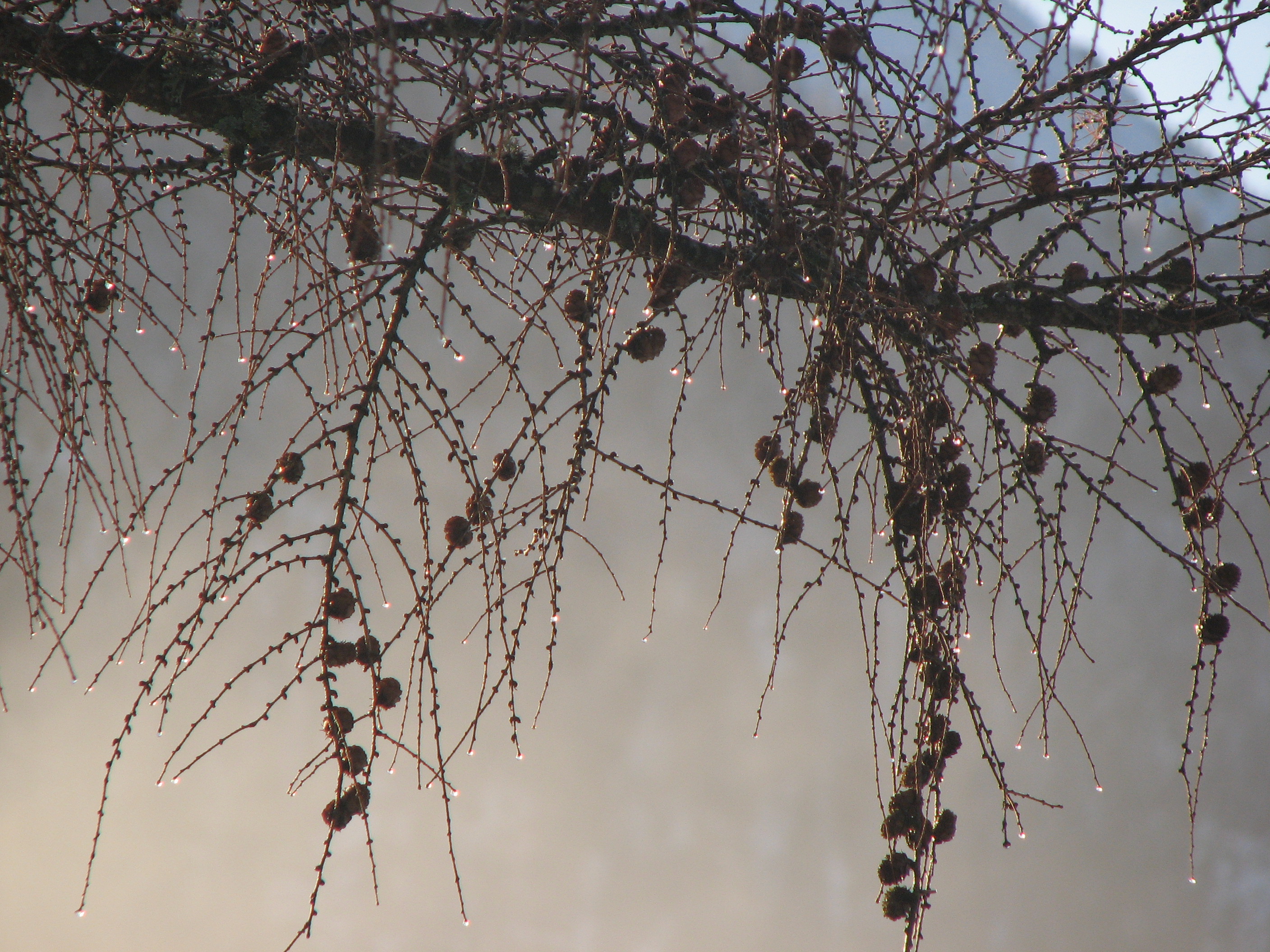 Europäische Lärche