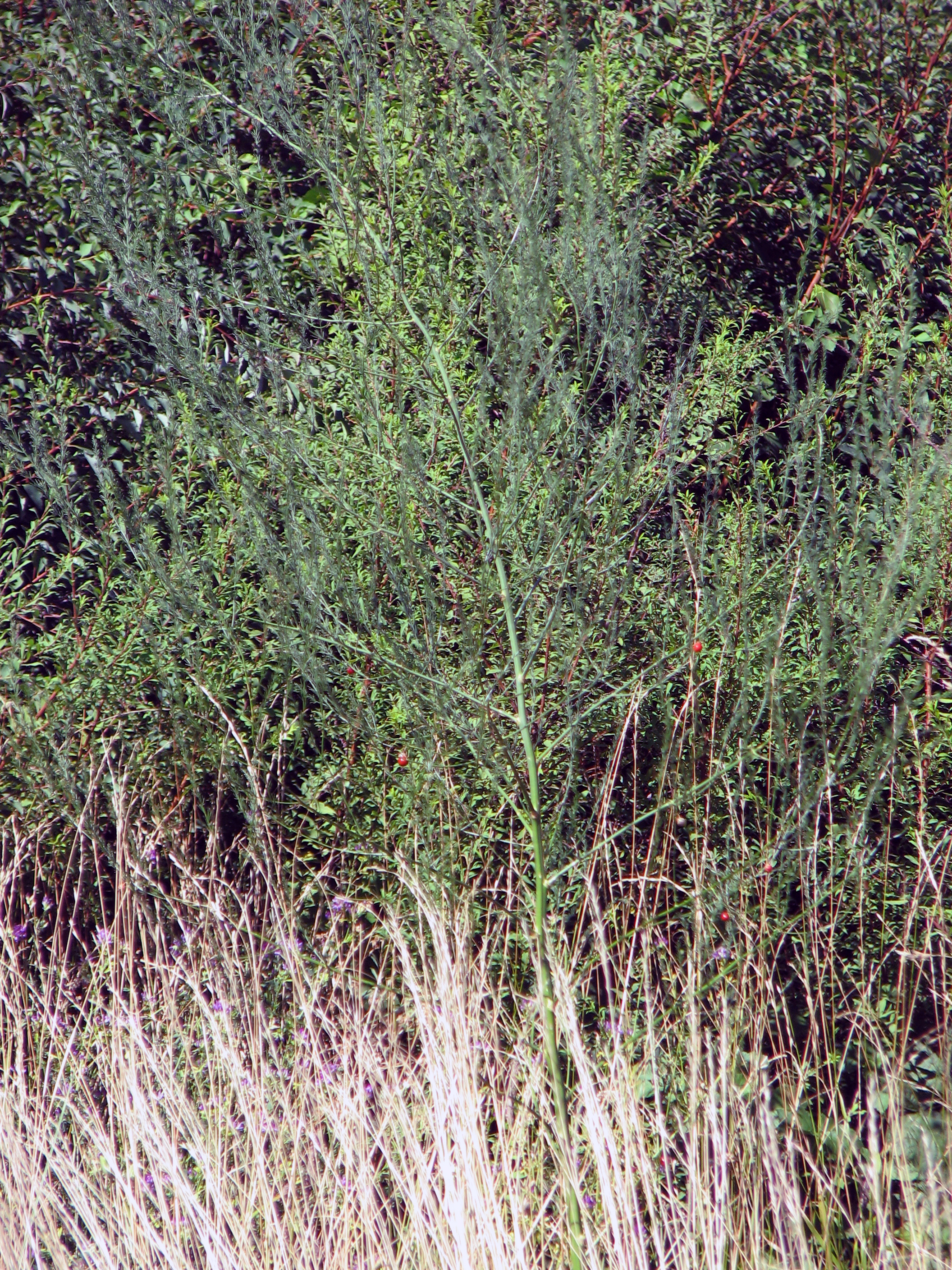 Spargel